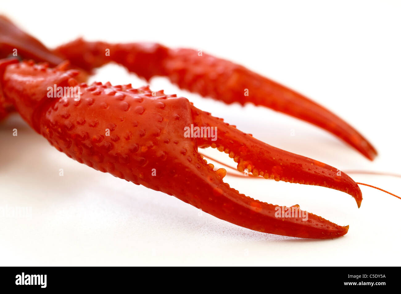 Extreme closeup of lobster claws against white background Stock Photo