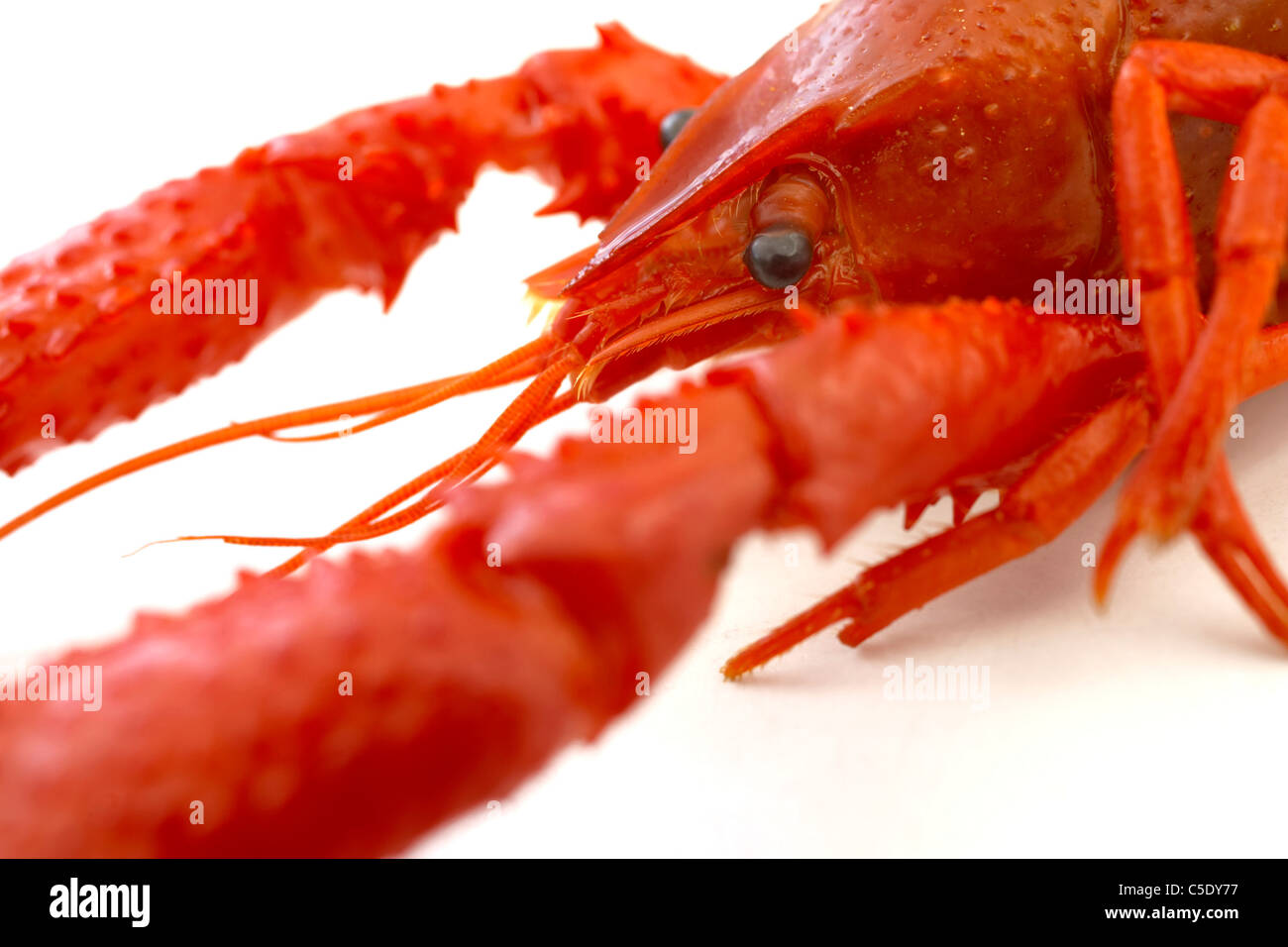 Lobster Claw And Cut Out High Resolution Stock Photography and Images ...