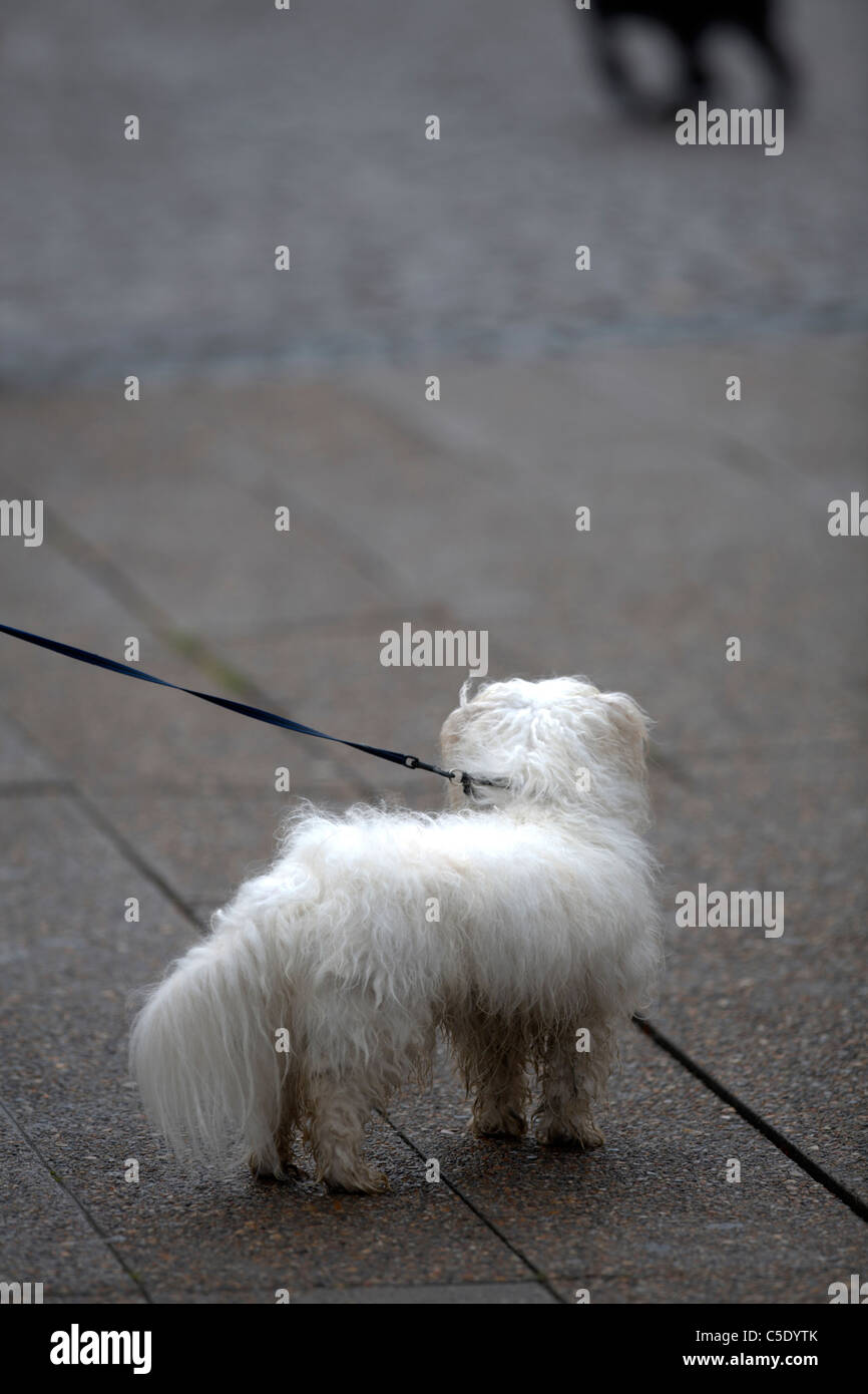 Perky tail hi-res stock photography and images - Alamy