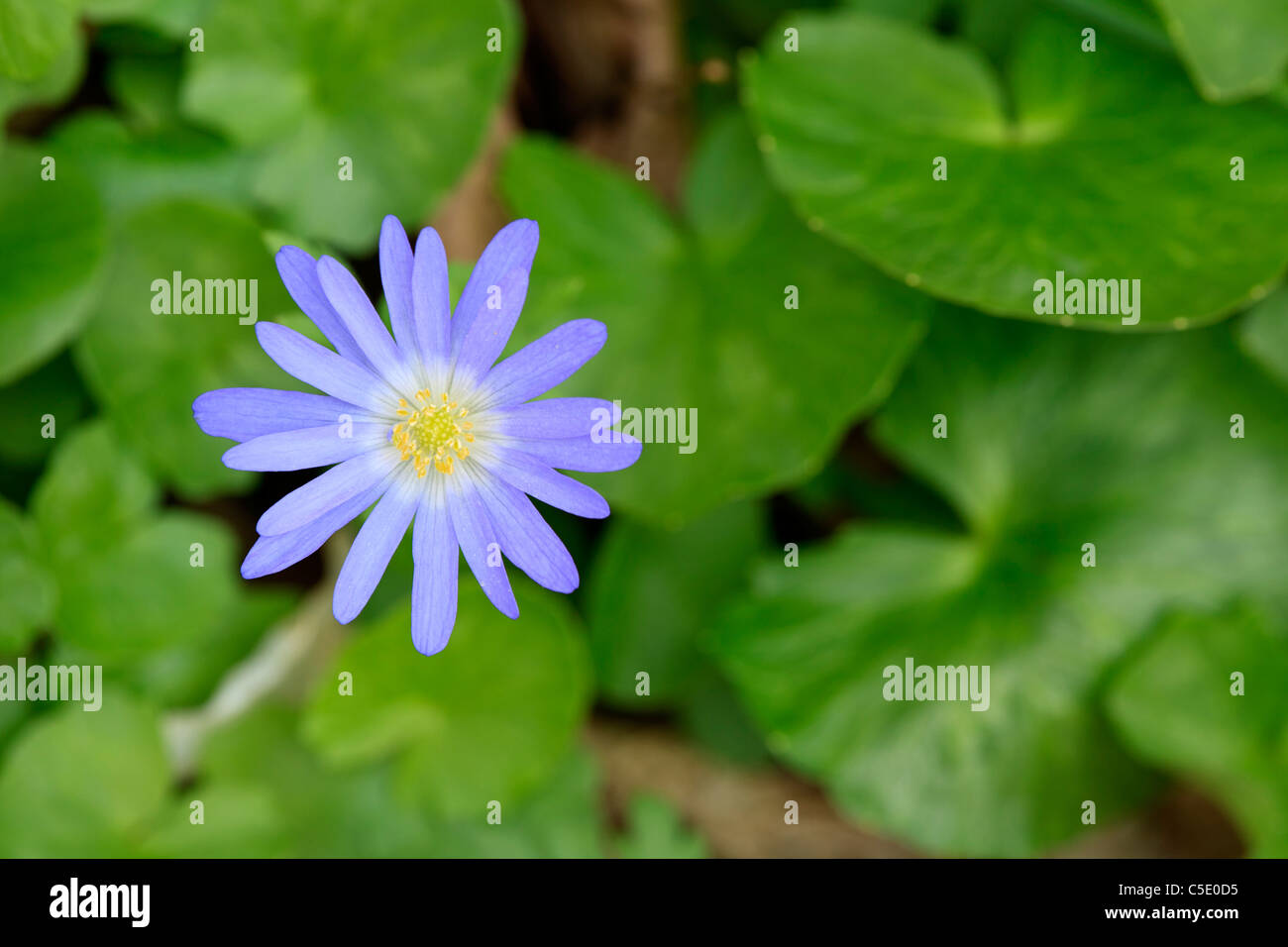 big leaf aster flower (Eurybia macrophylla) Stock Photo