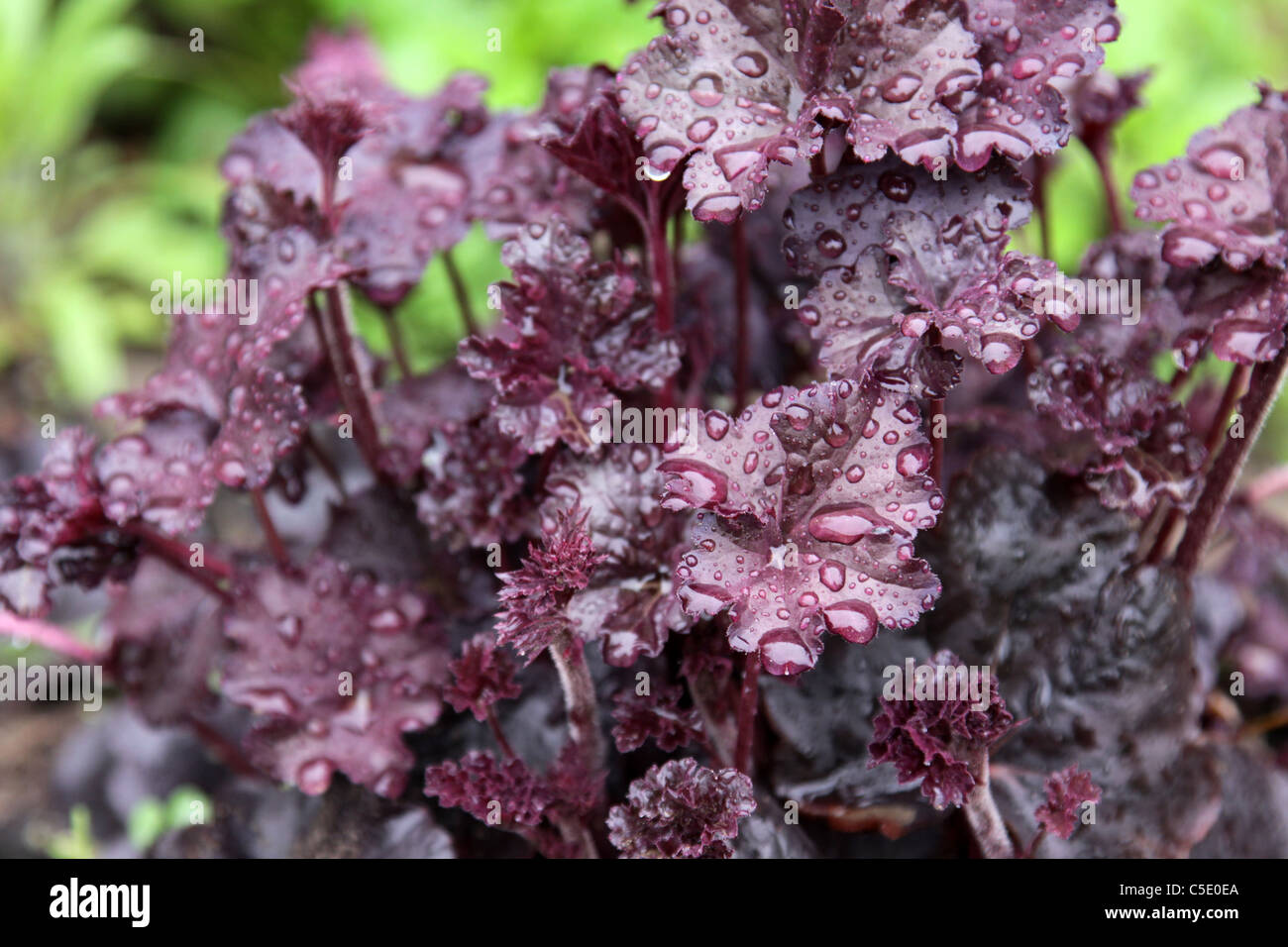 Obsidian Coral Bells Stock Photo