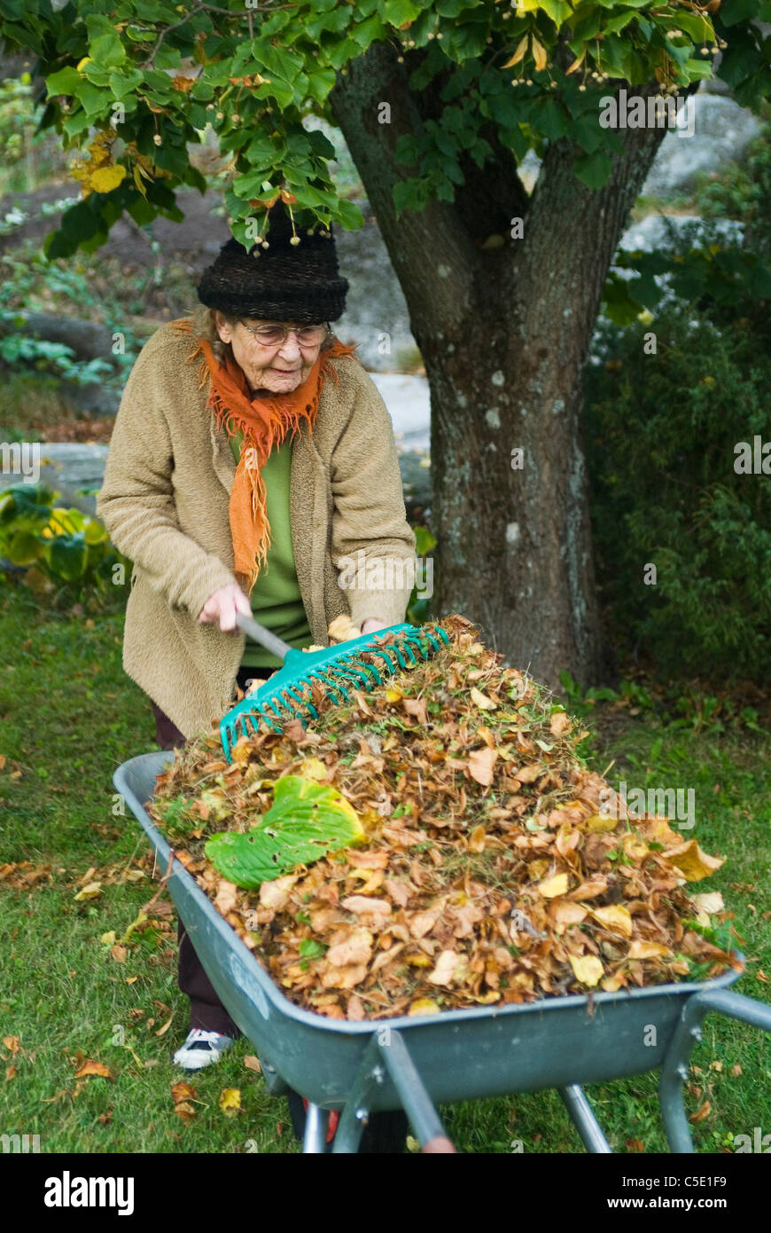 Elderly woman raking leaves with rake and wheelbarrow in the backyard