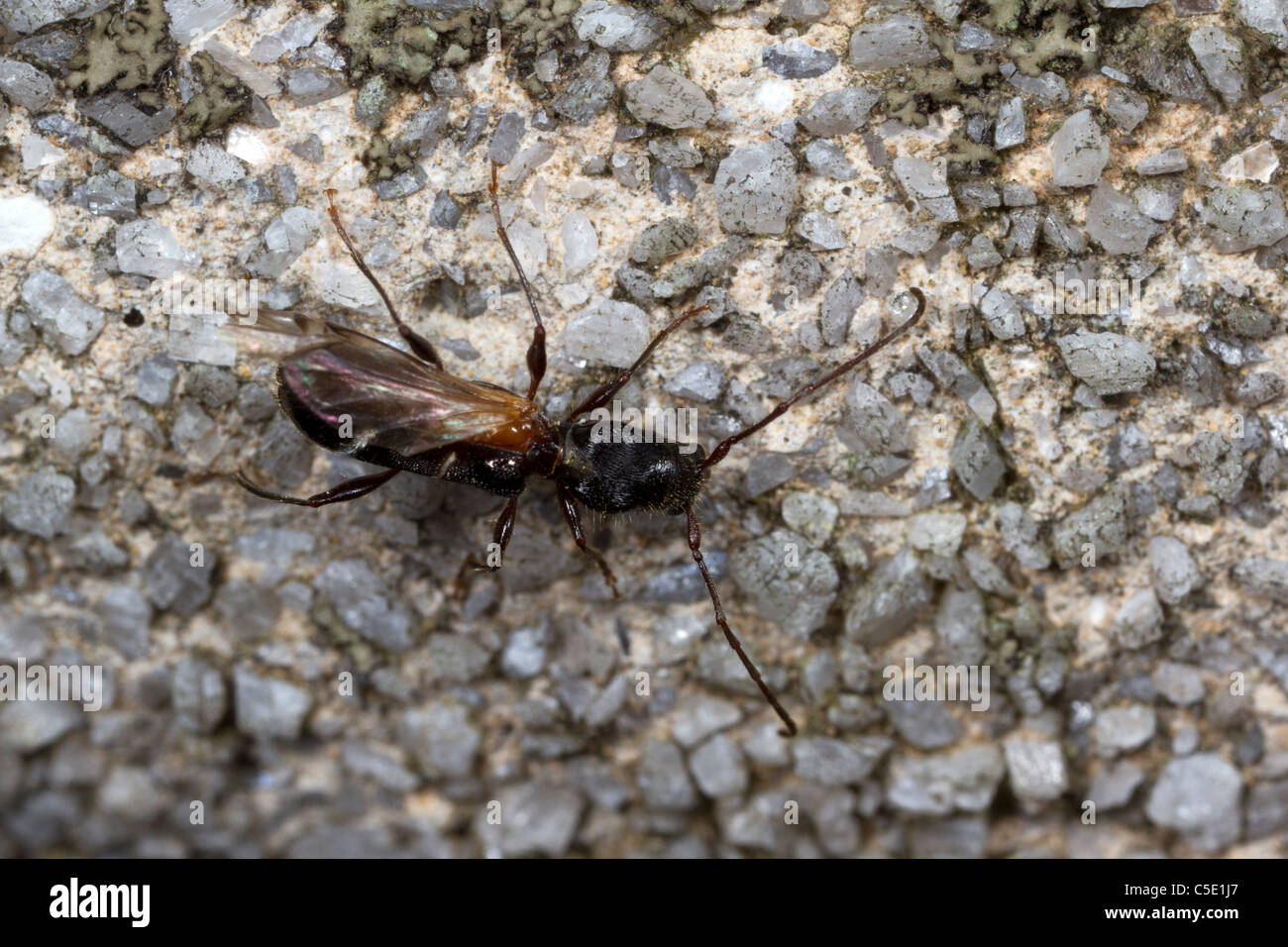LOng-horned beetle (Euderces sp.) with missing left elytron Stock Photo