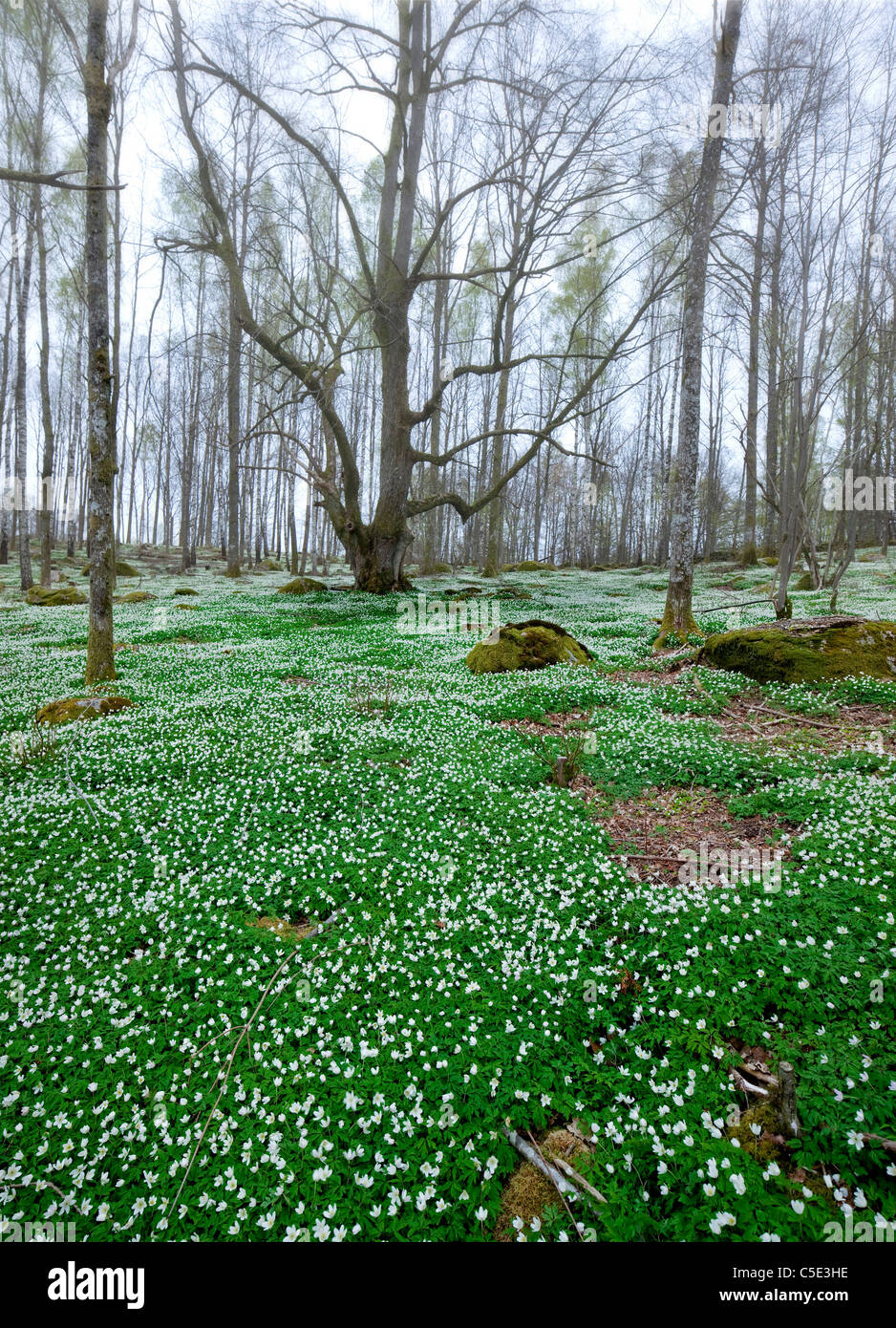 Anemones in the woods with trees in the background Stock Photo
