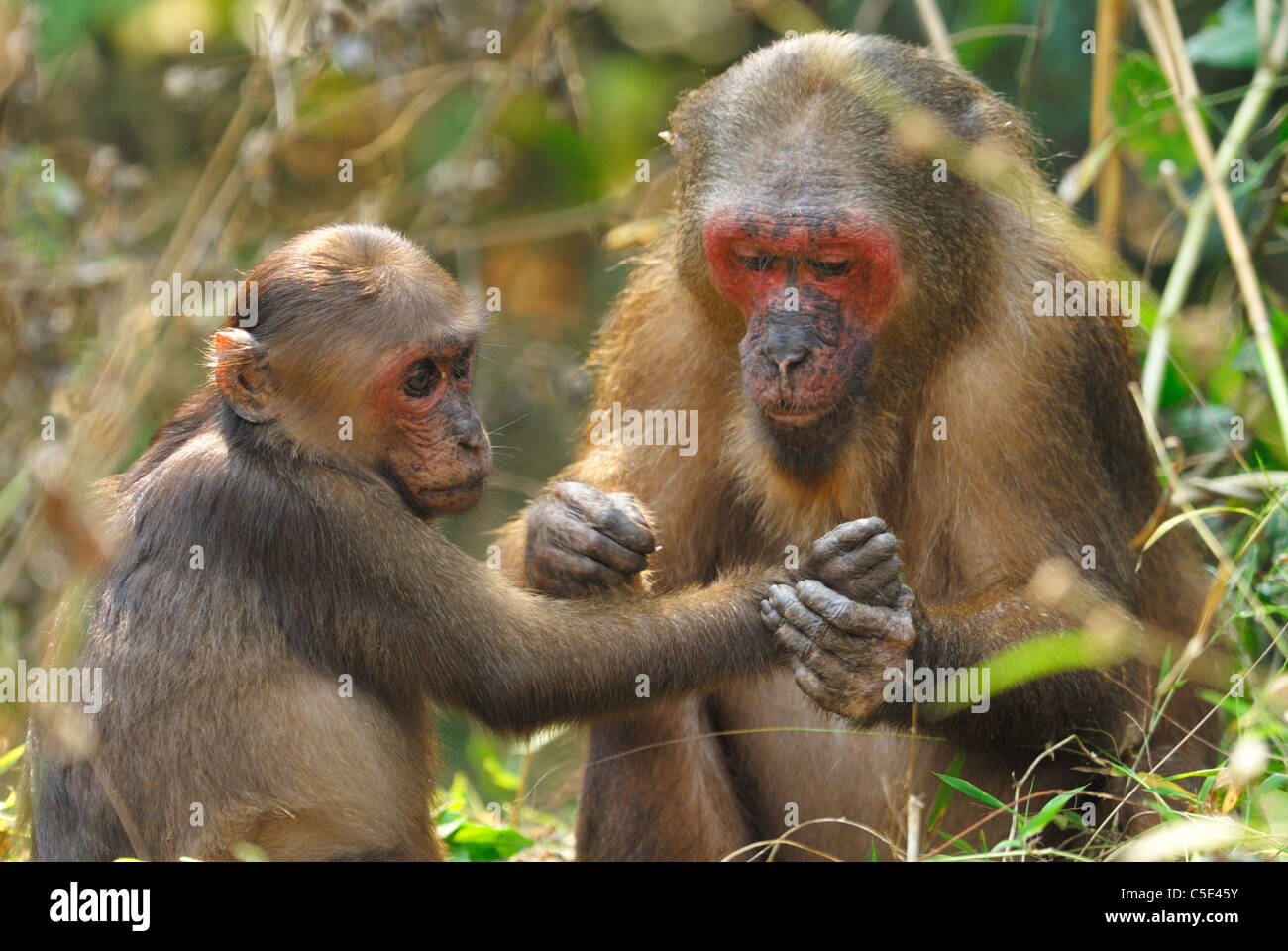 Female Stump-tailed Macaque grooming a youngster in Thailand Stock Photo