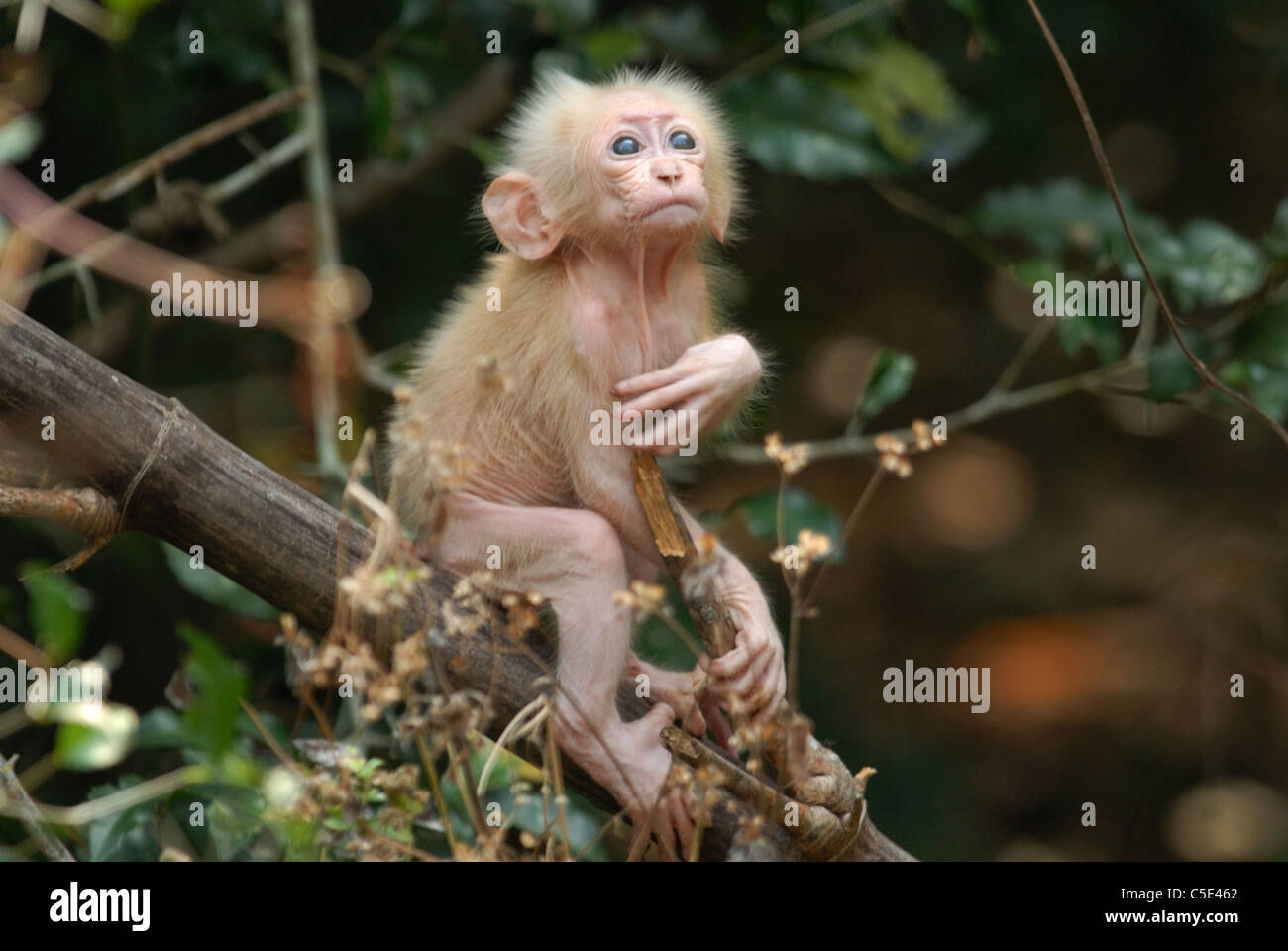 Baby Stump-tailed Macaque (macaca arctoides) in Pala-U National Park, Thailand Stock Photo