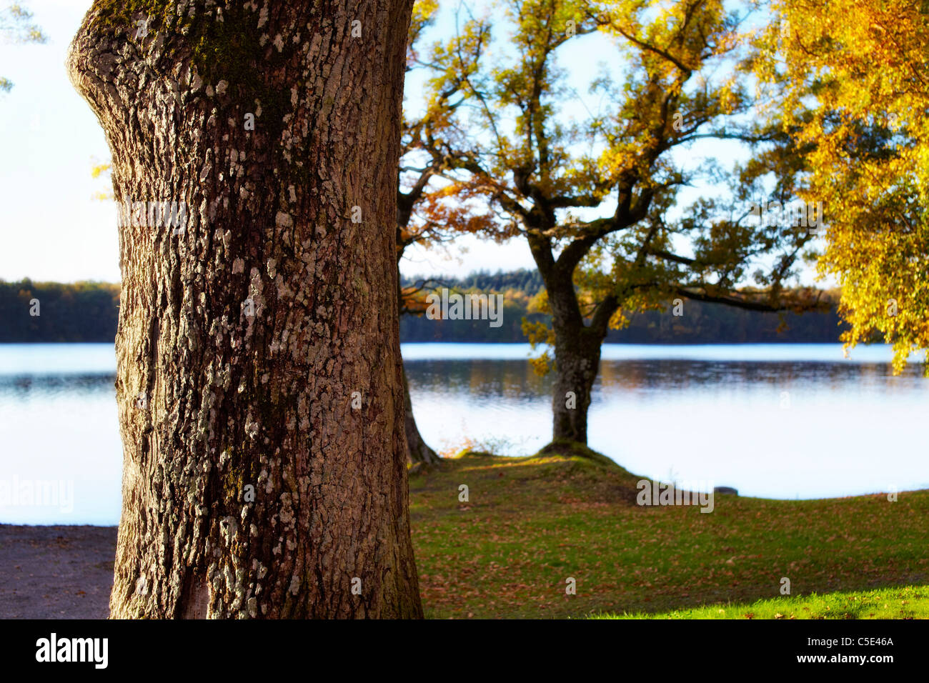 Close-up of a tree trunk with autumnal trees by the peaceful lake Stock Photo