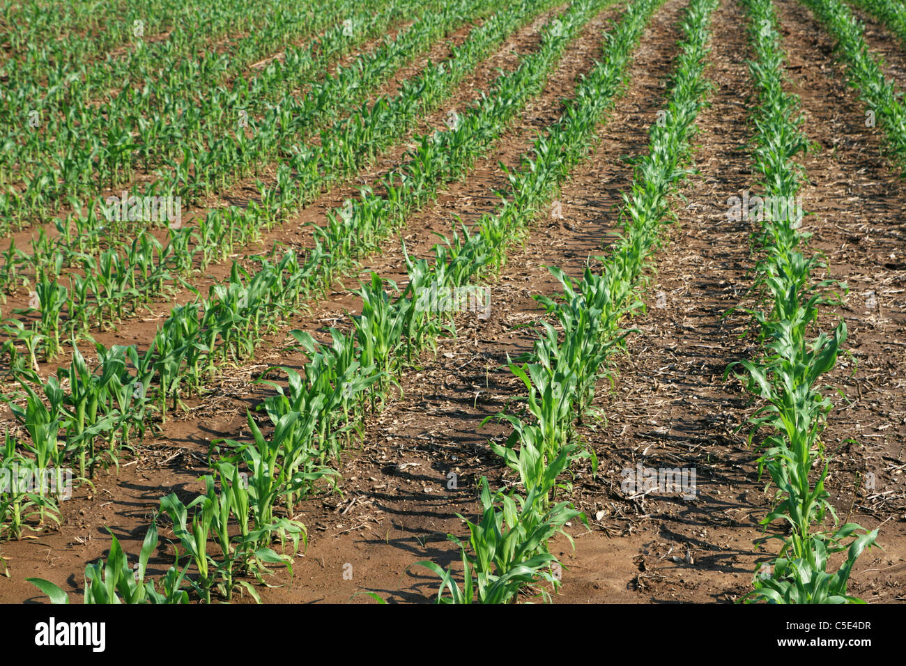 rows of young corn plants on a midwestern farm Stock Photo
