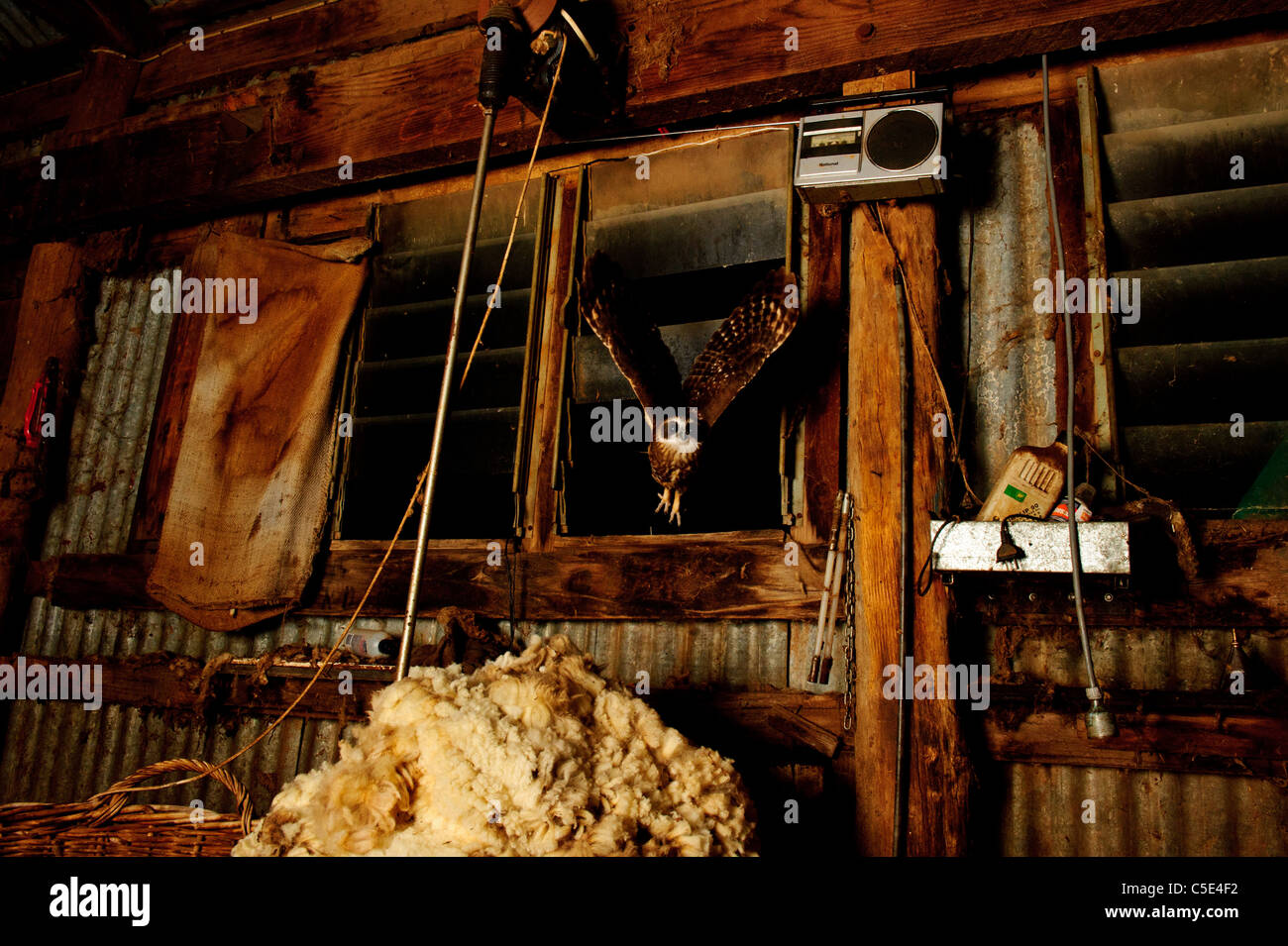 Owl in the shearing shed Stock Photo