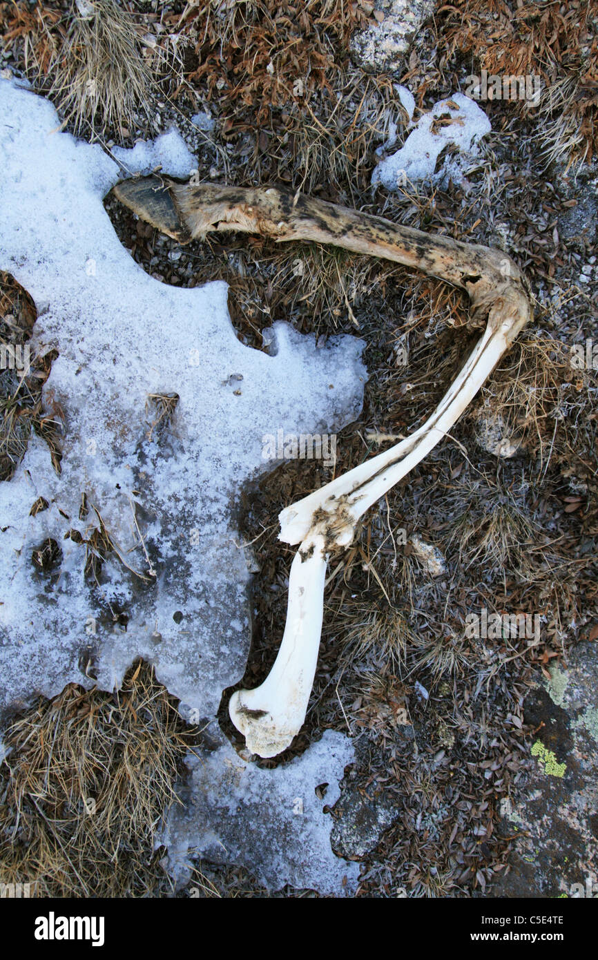 dead deer leg with exposed bones and some snow and ice on a cold frozen alpine meadow Stock Photo