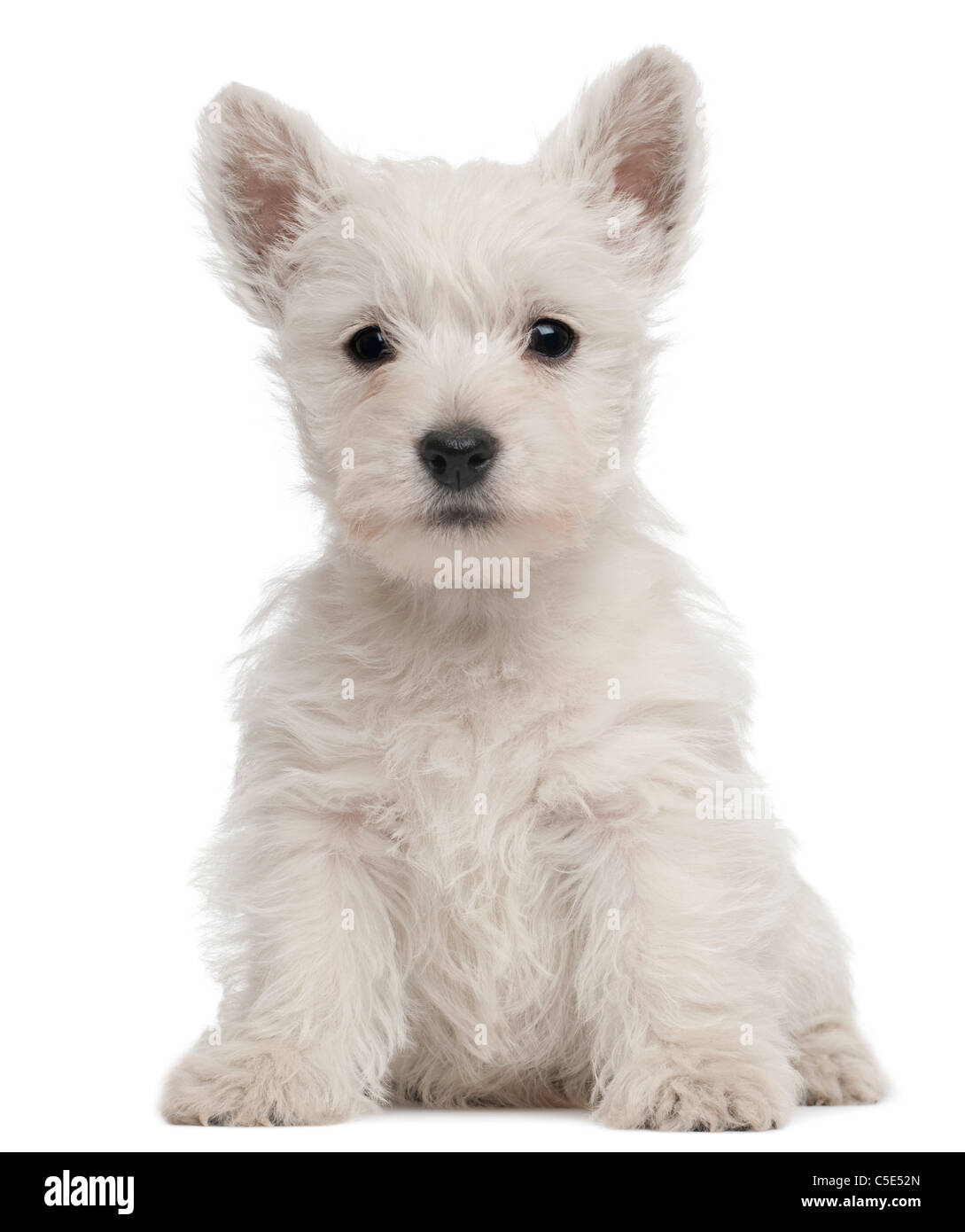 West Highland Terrier Puppy Weeks High Resolution Stock Photography and  Images - Alamy