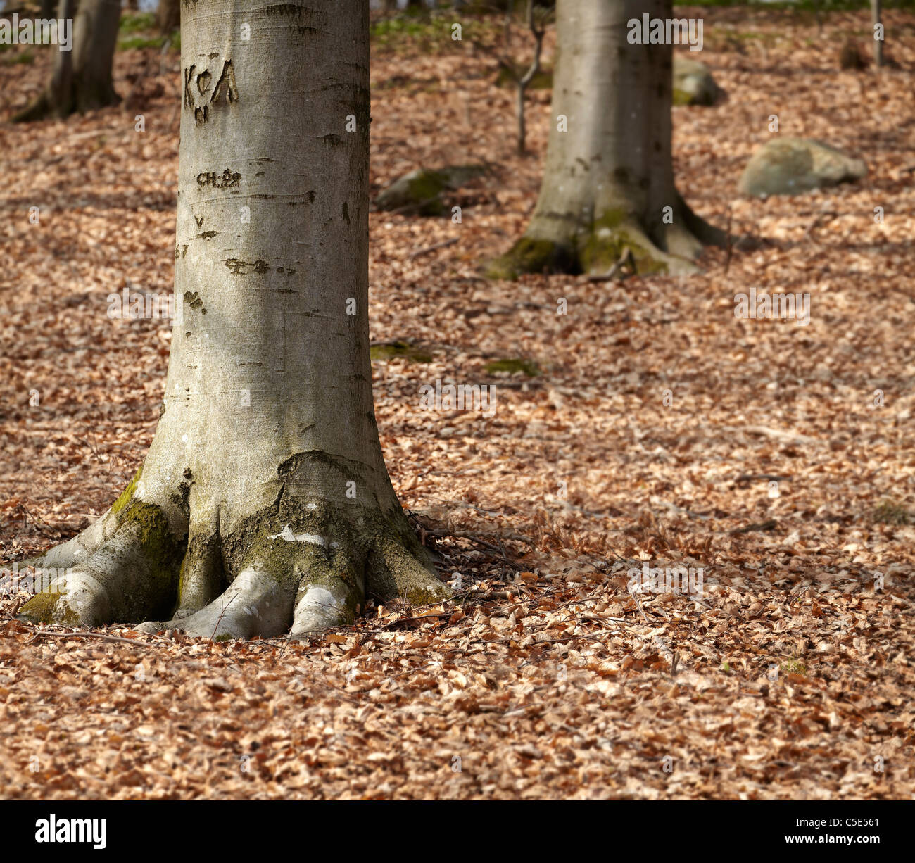 Close-up of beech trunks and autumnal leaves in the forest Stock Photo