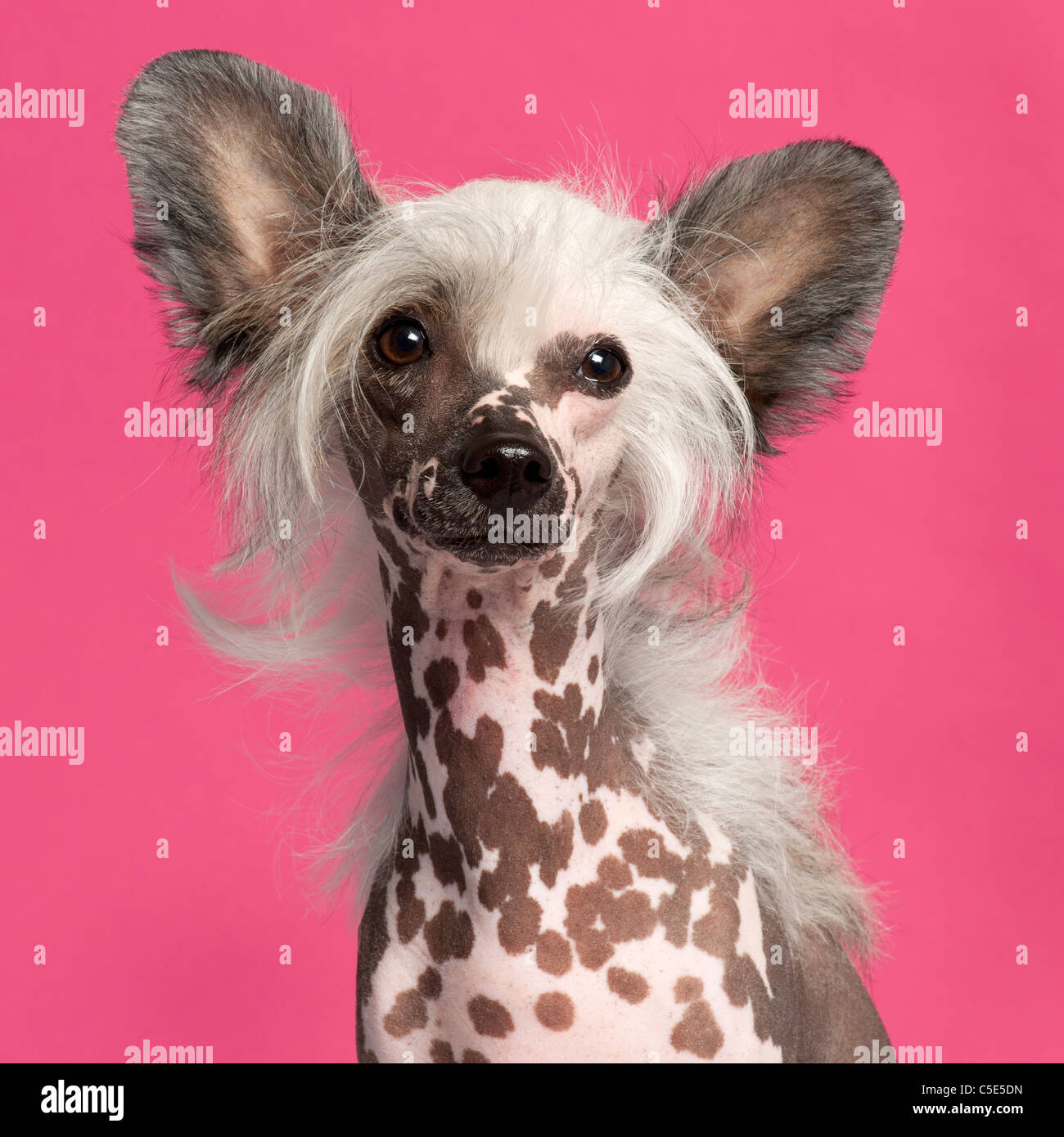 Chinese Crested Dog in front of pink background Stock Photo