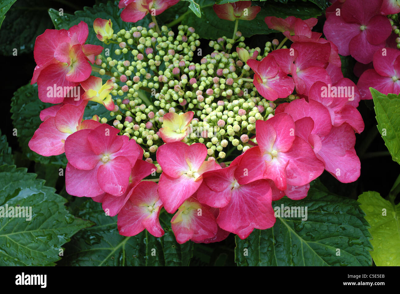 Hydrangea Budding Budding hydrangea hi-res stock photography and images - Alamy