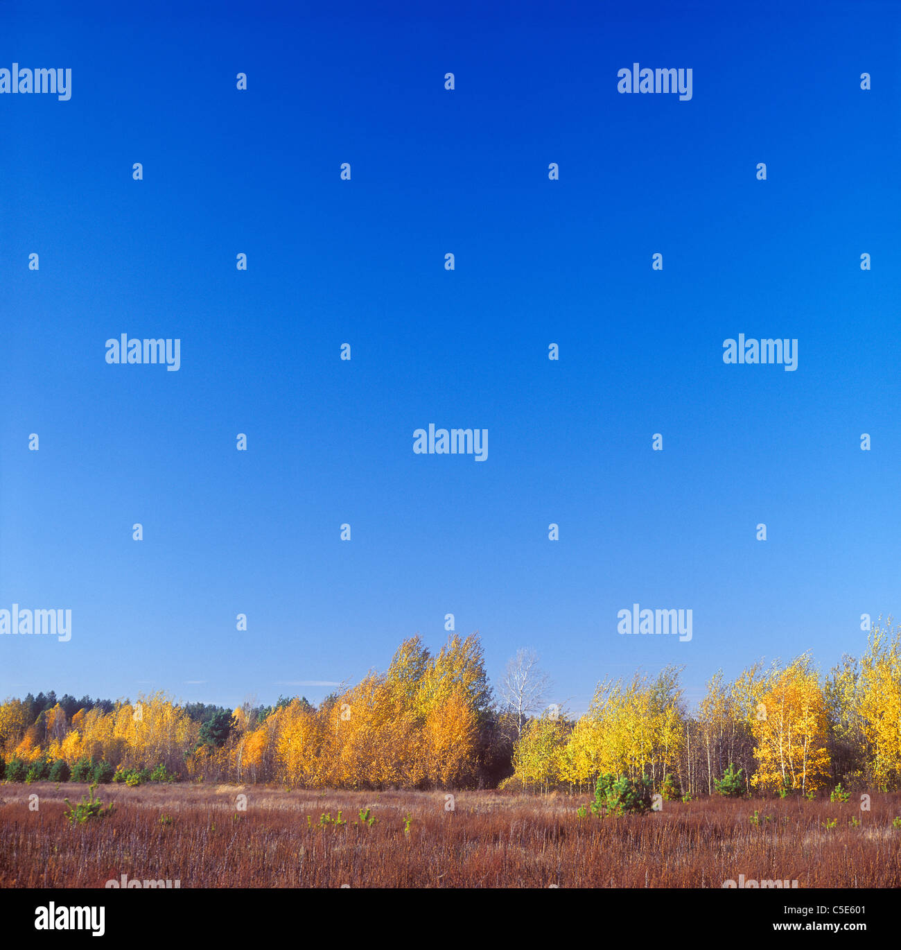 Autumn landscape with clear blue sky Stock Photo - Alamy