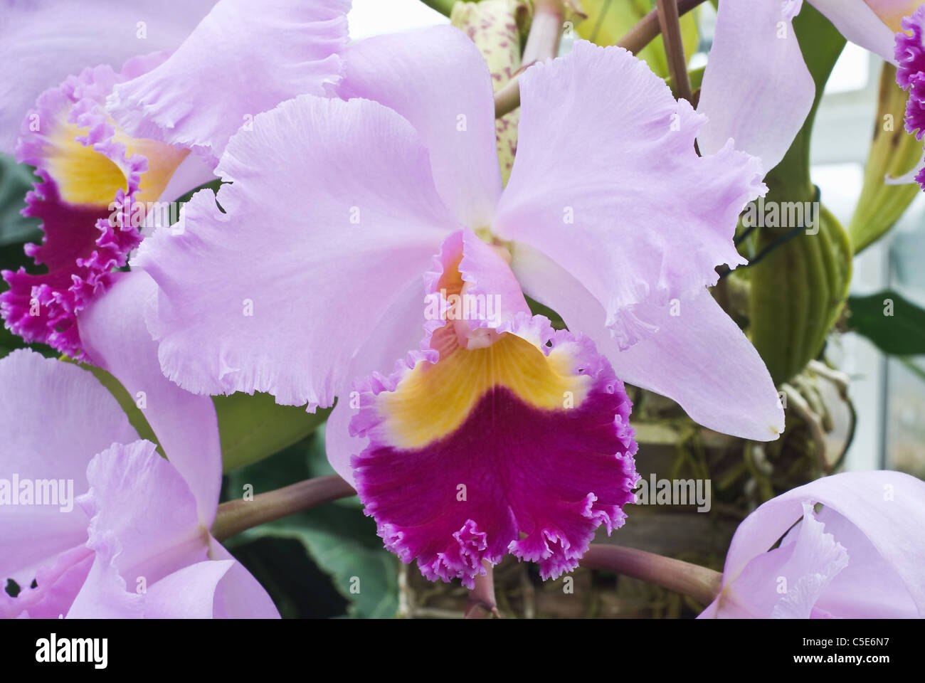 Orchid Flower as Symbol of Romance and Love Stock Photo
