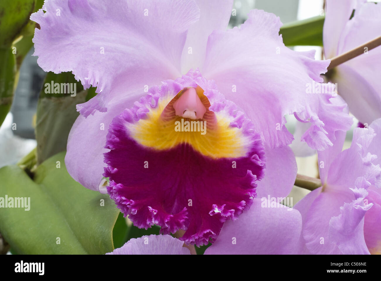 Orchid Flower as Symbol of Romance and Love Stock Photo