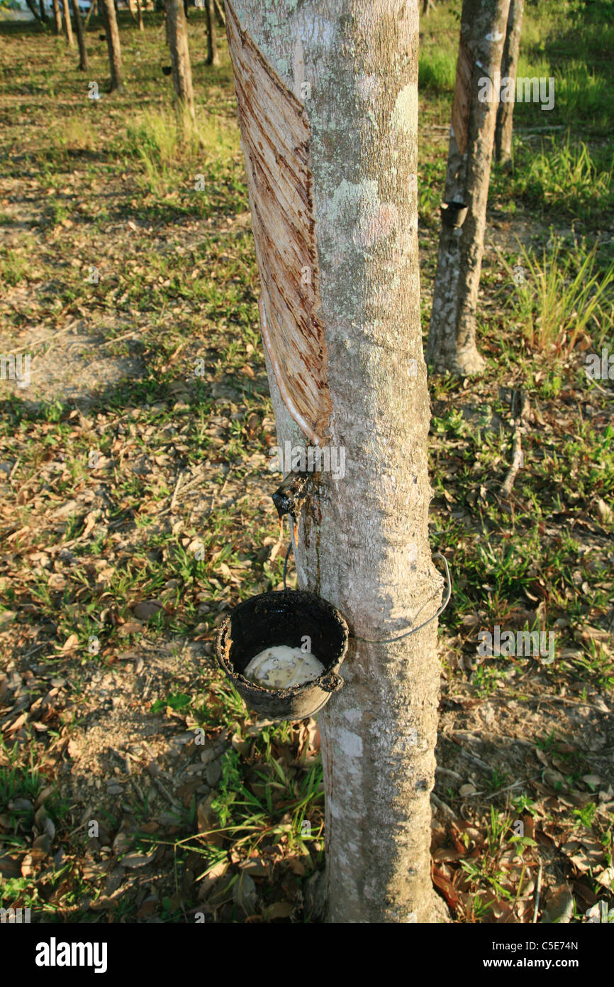 a rubber tree with latex sap being collected in a cup Stock Photo