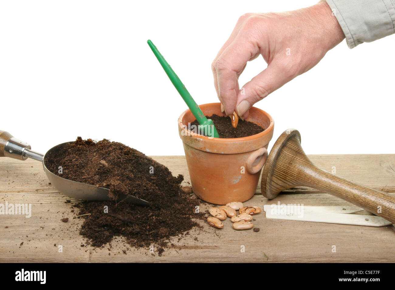 A hand planting runner bean seeds in a pot on a potting bench with