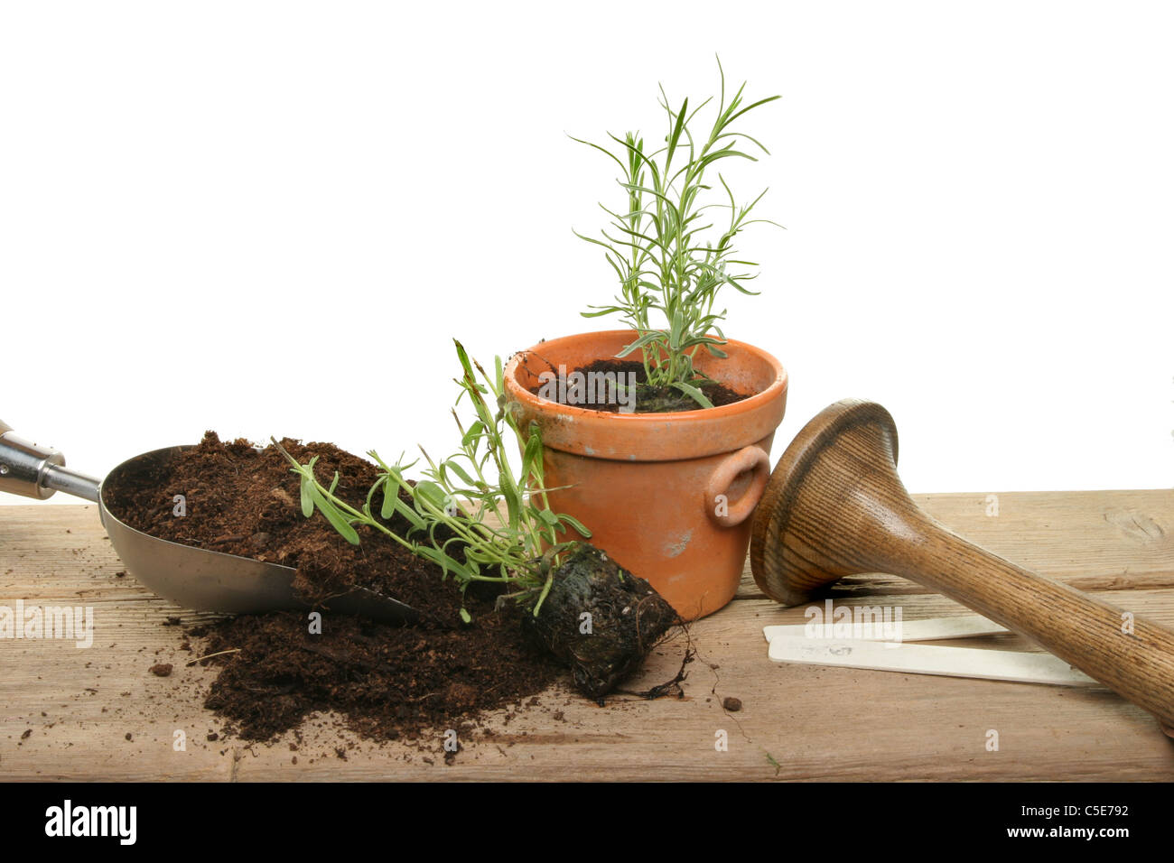 Potting plant plug hires stock photography and images Alamy