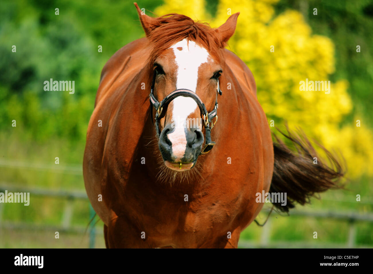 A brown horse taken in Channel Islands Jersey. Stock Photo