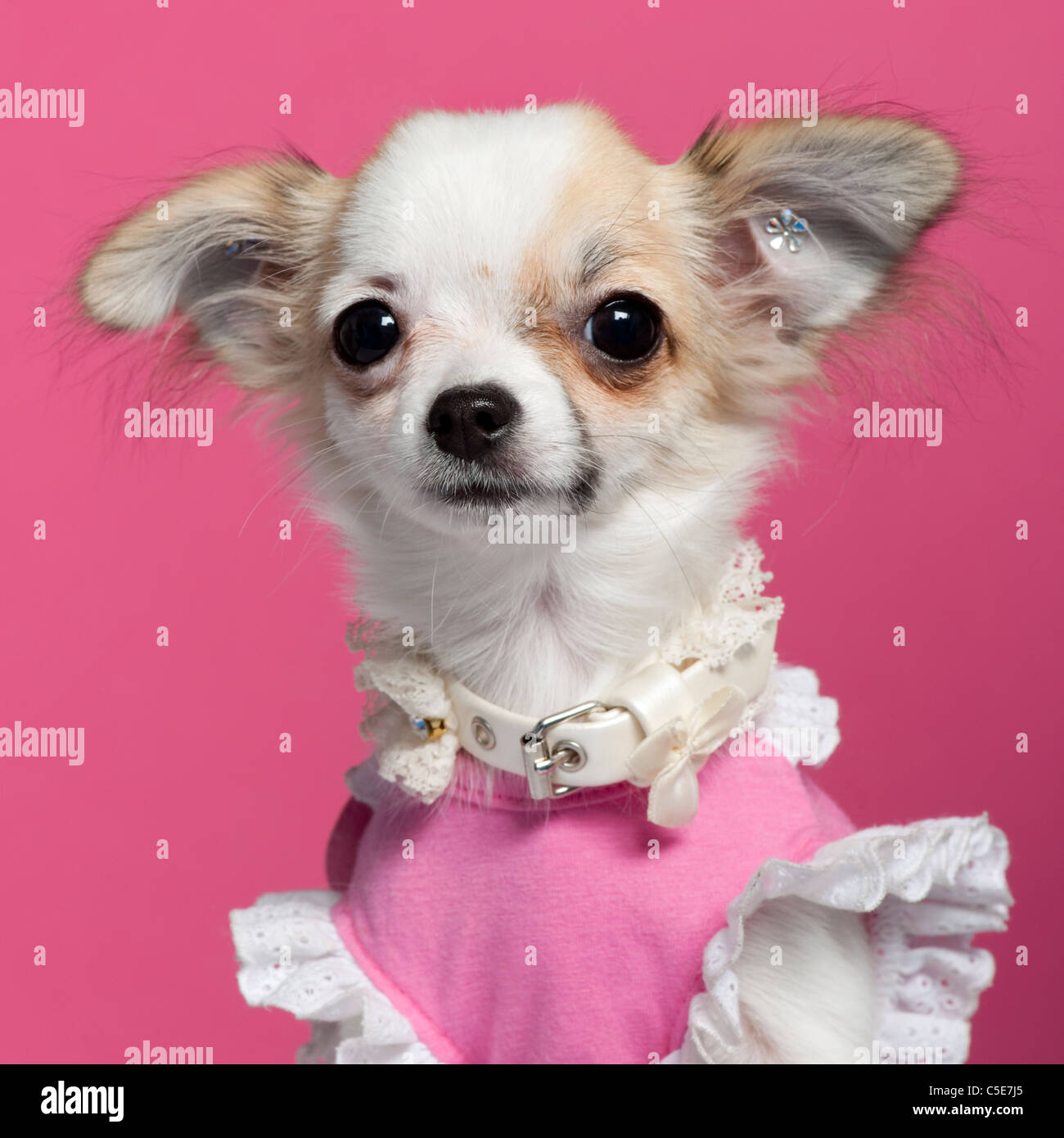 Chihuahua pink dress online