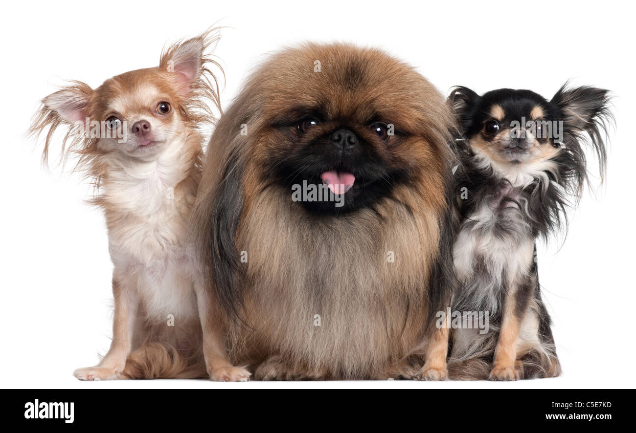 Two Chihuahuas, 3 years old and 10 months old, and a Pekingese, 2 years old, in front of white background Stock Photo