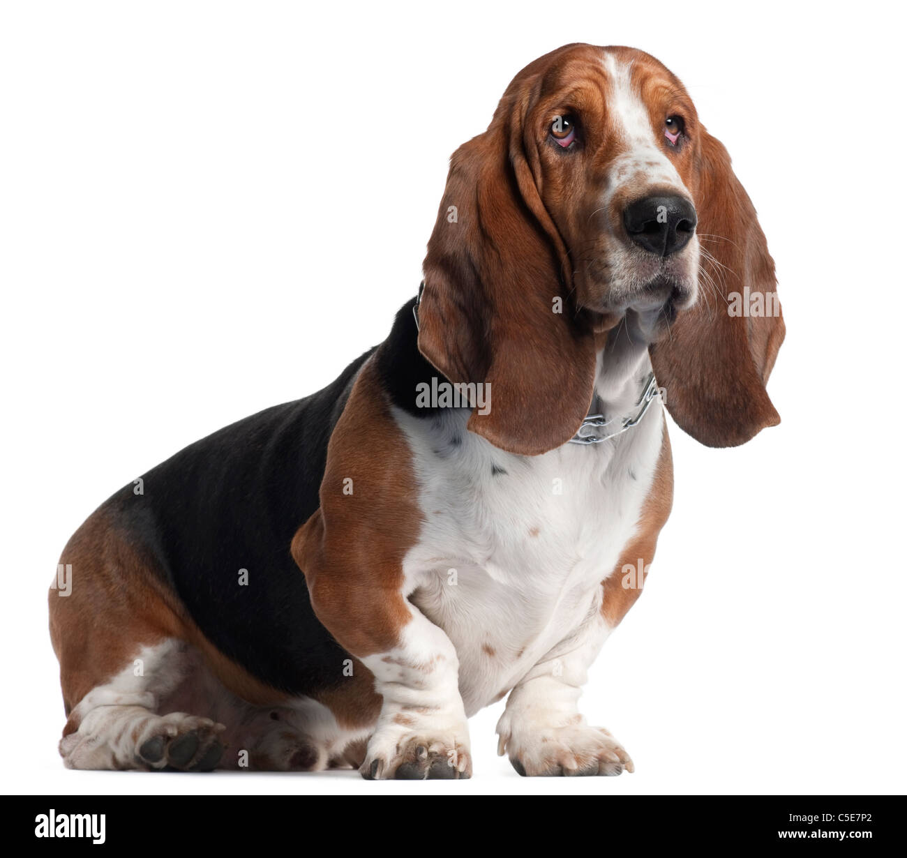 Basset Hound, 3 years old, sitting in front of white background Stock Photo