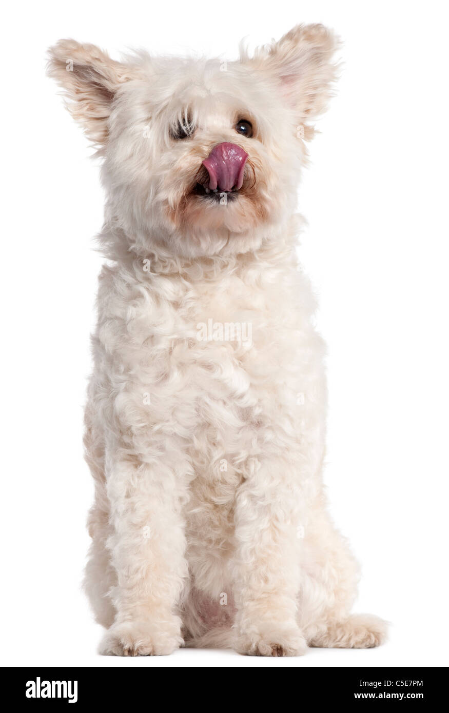 Mixed-breed dog licking nose, 10 years old, in front of white background Stock Photo