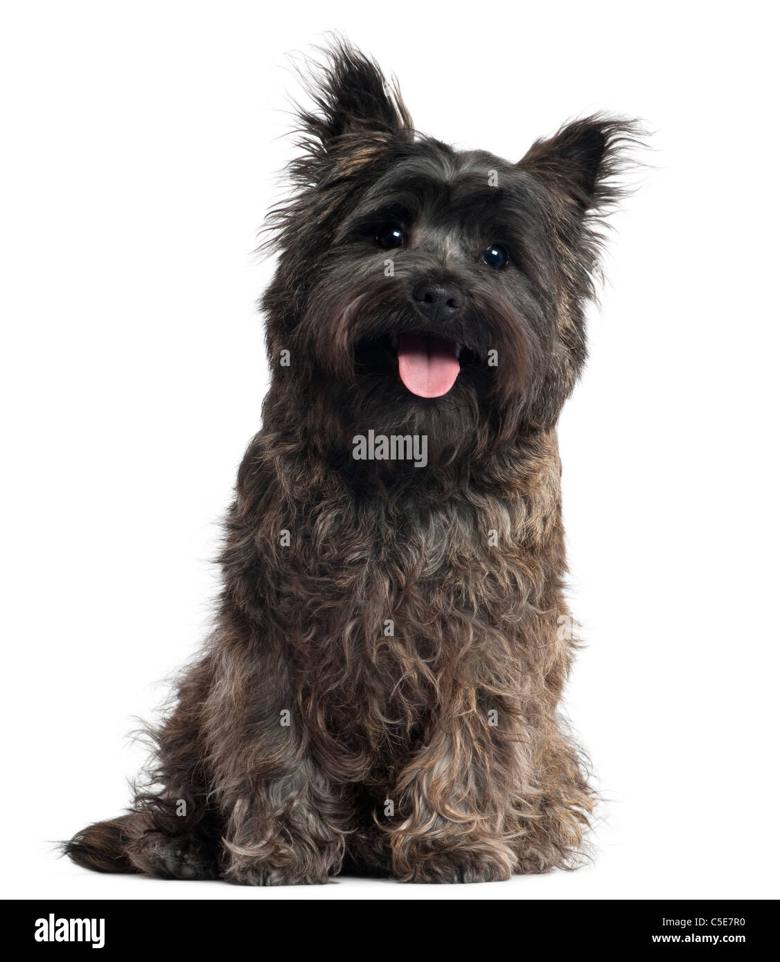 Cairn Terrier, 8 months old, sitting in front of white background Stock Photo