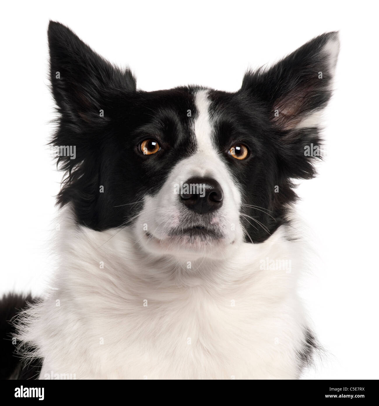 Close-up of Border Collie, 3 years old, in front of white background Stock Photo