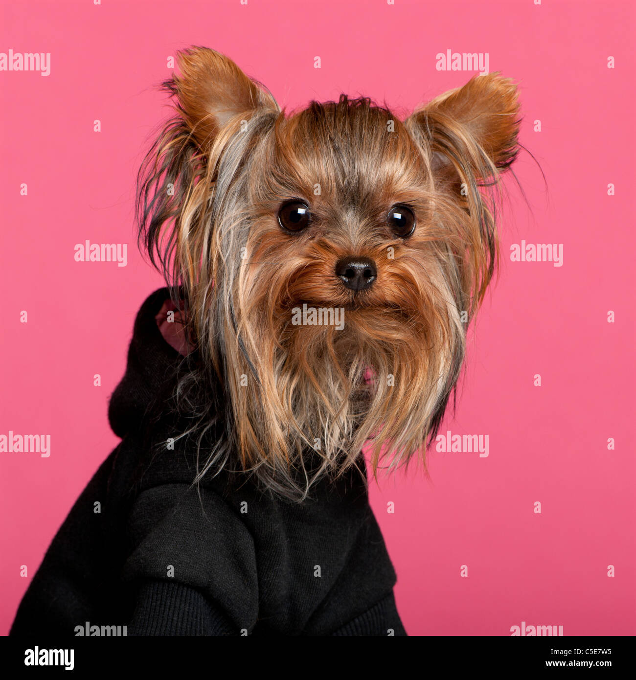 Yorkshire Terrier, 1 year old, in front of pink background Stock Photo