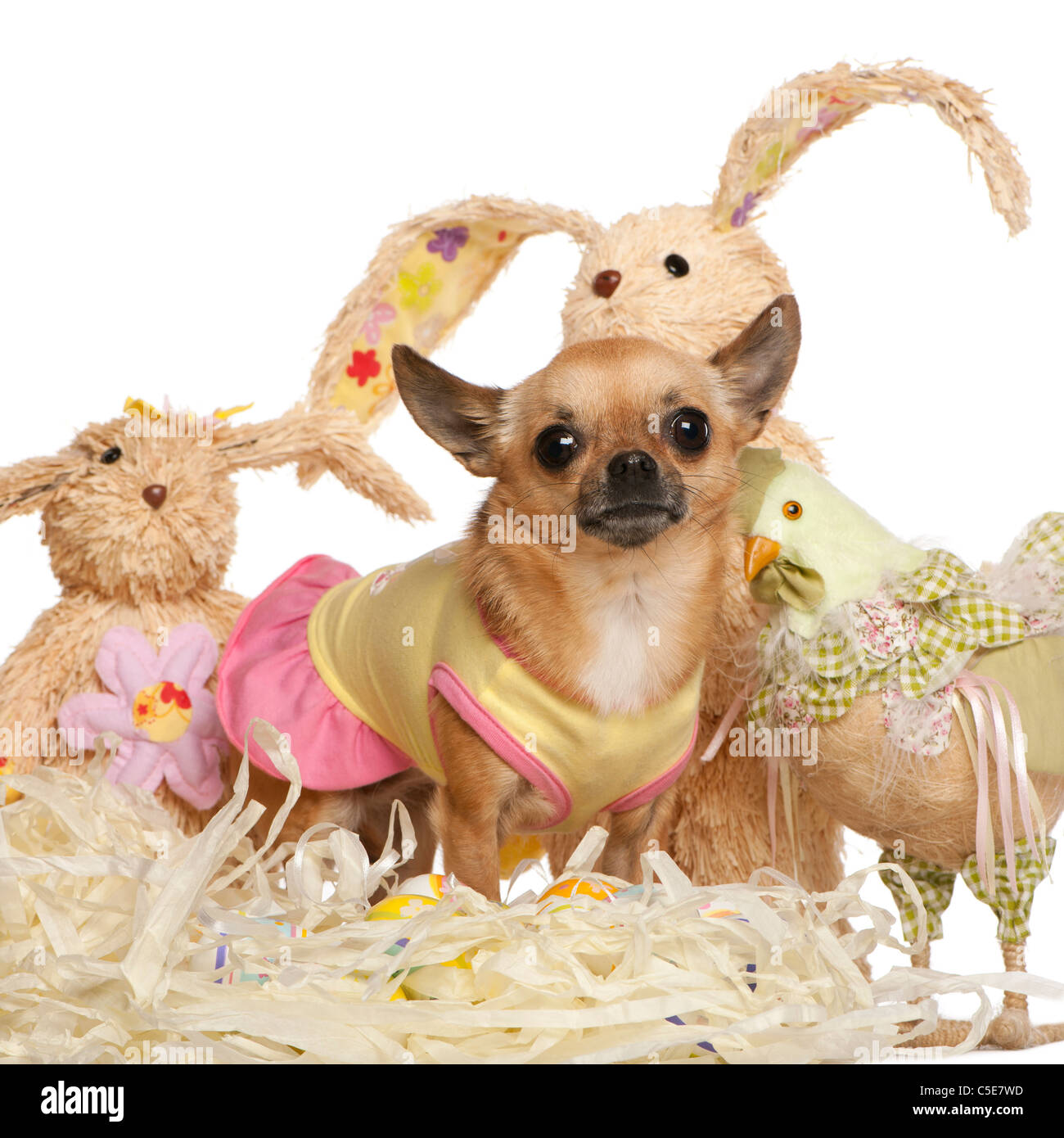 Chihuahua dressed up and standing with Easter stuffed animals in front of white background Stock Photo