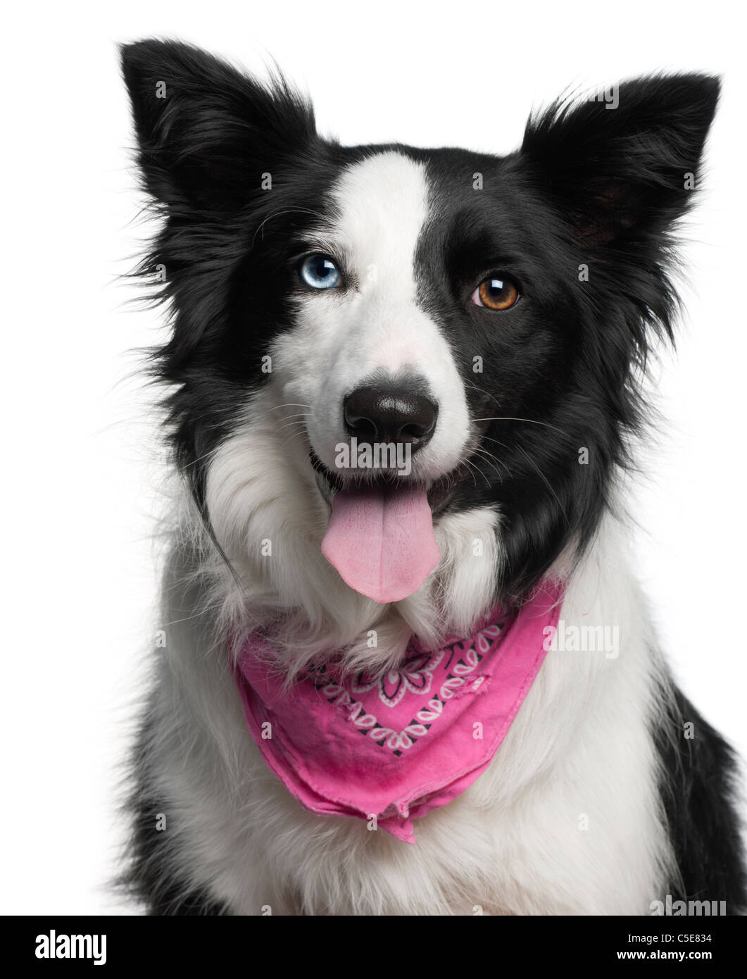 Pink hotsell border collie