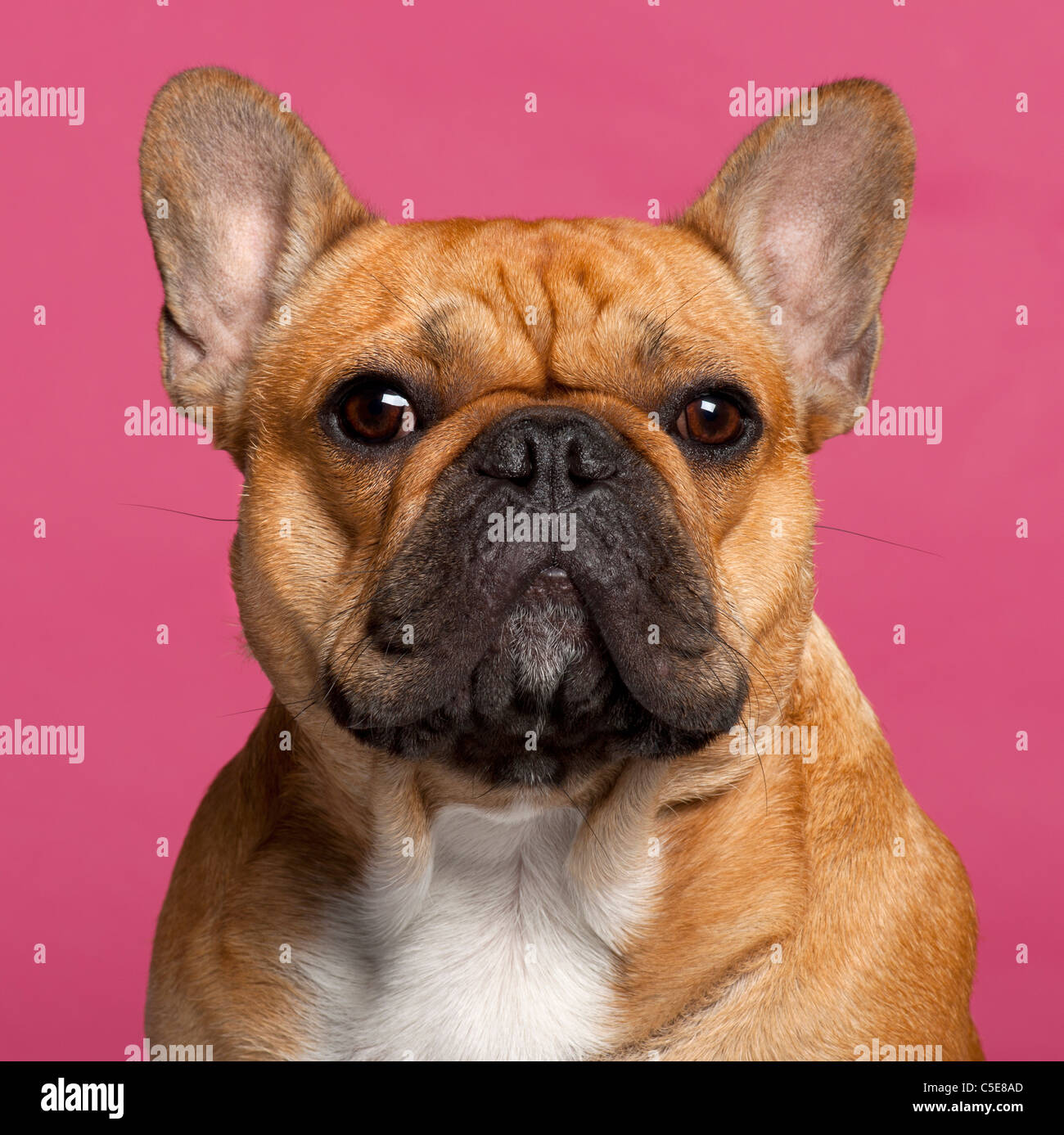 French Bulldog, 1 year old, in front of pink background Stock Photo