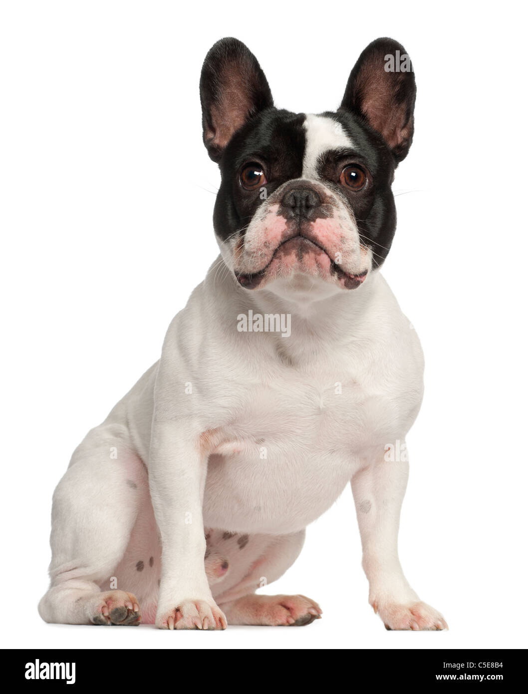1 year store old frenchie