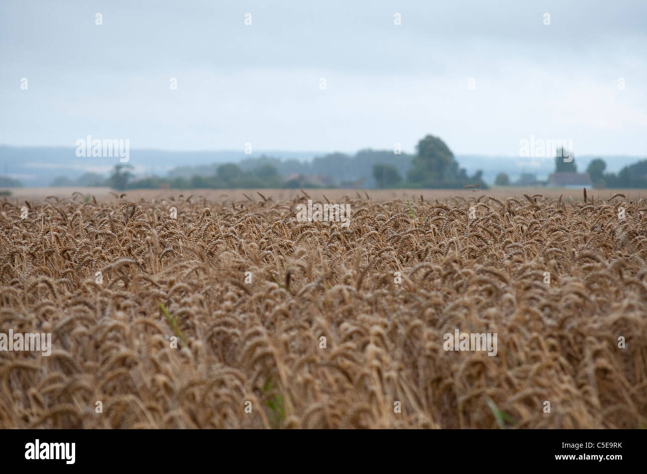 Un Champs De Ble Mur A Wheat Field Stock Photo Alamy