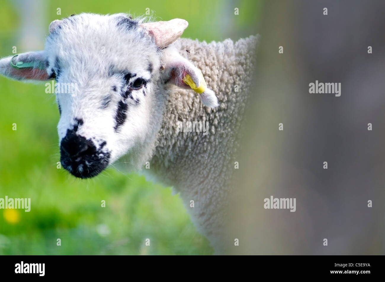 Single lamb in field in saddleworth yorkshire Stock Photo