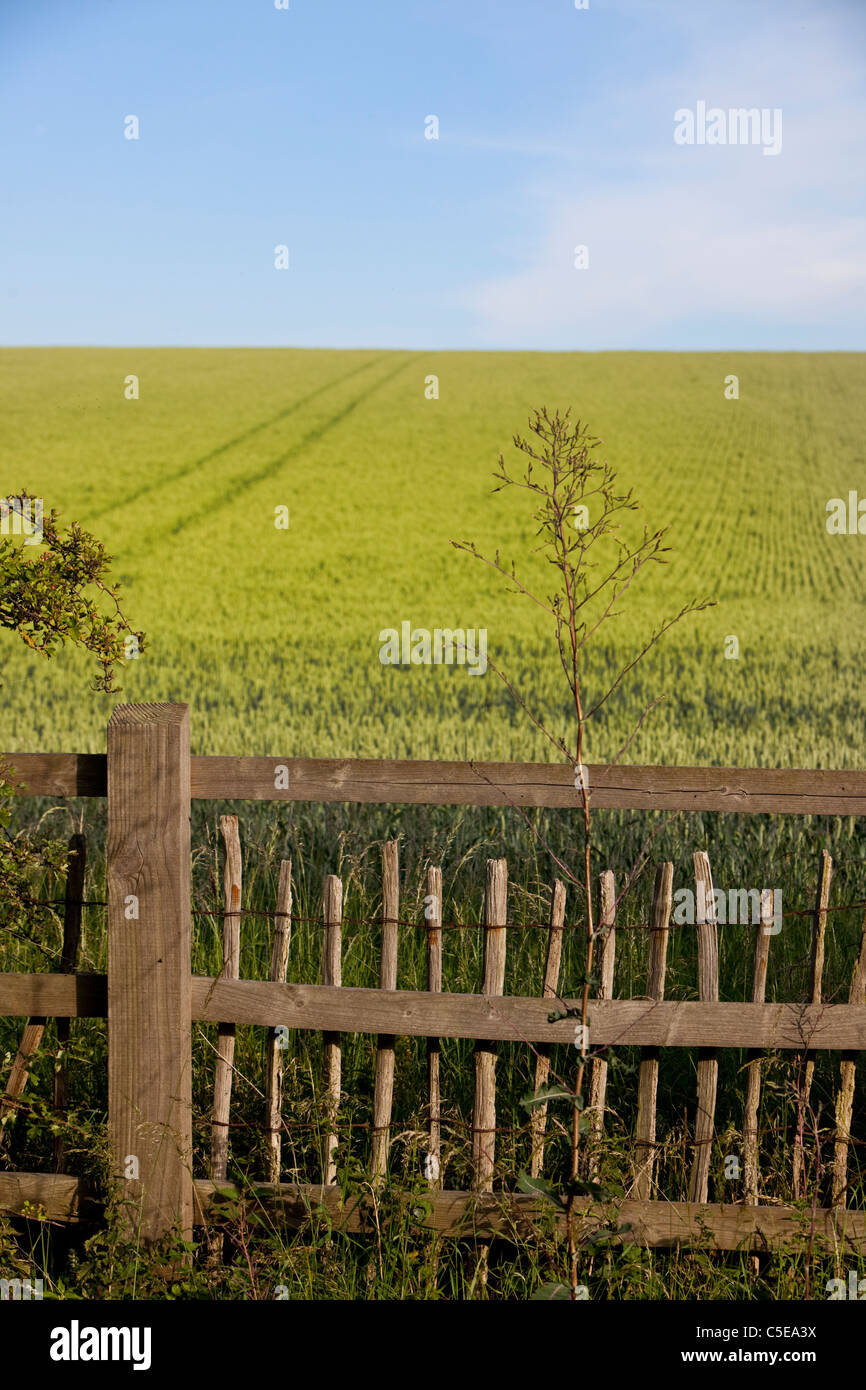 Barley field behind a fence, England, UK. Stock Photo