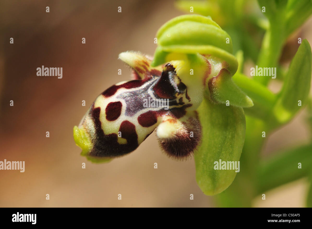 Israel, Ophrys wild bee orchid (Ophrys umbilicata) Bee-Orchid Stock Photo