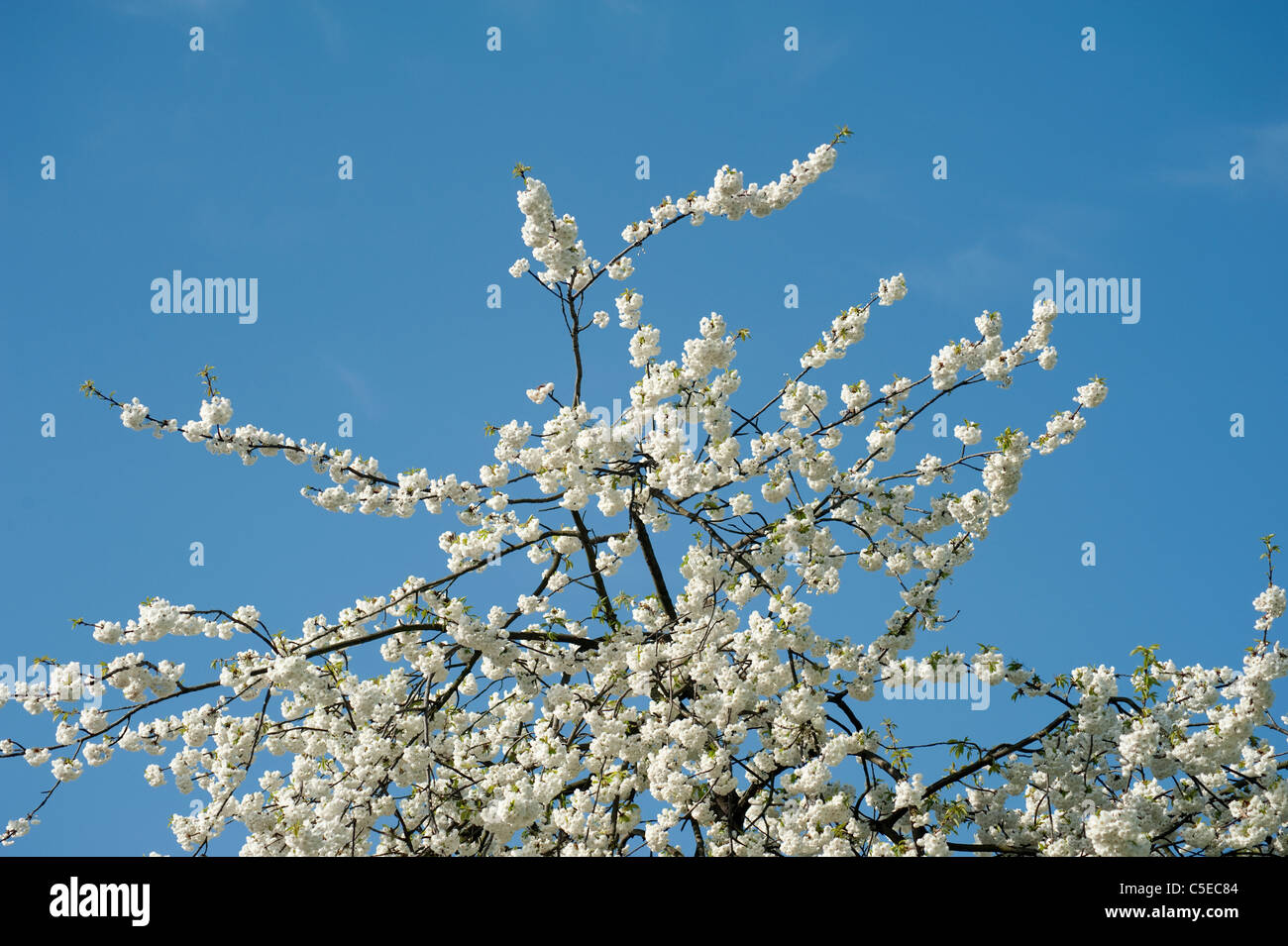 White Cherry Blossom with blue sky as background Stock Photo - Alamy