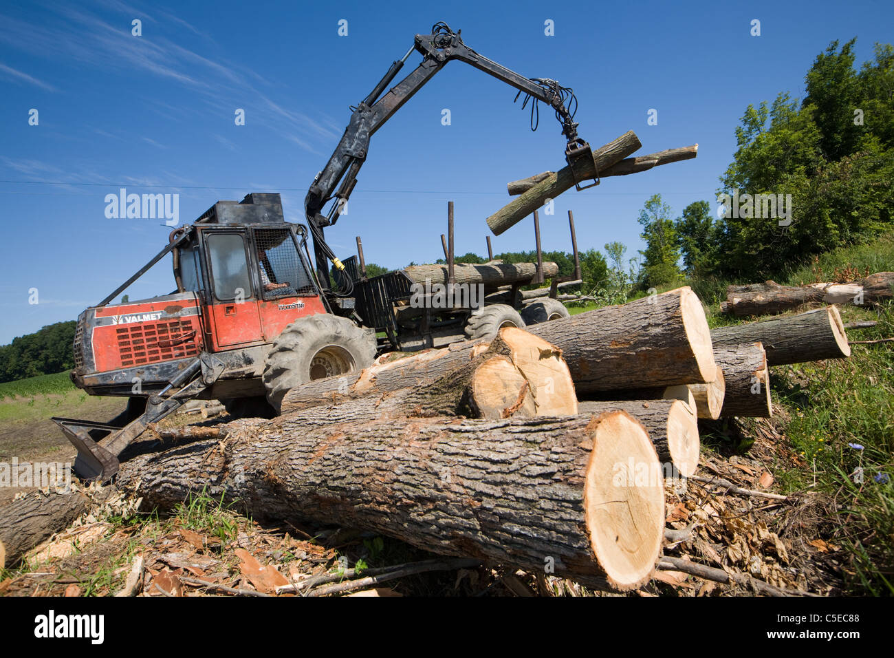 A logger using a forwarder with a picker to pile maple logs which will be sold to a lumber buyer, USA Stock Photo
