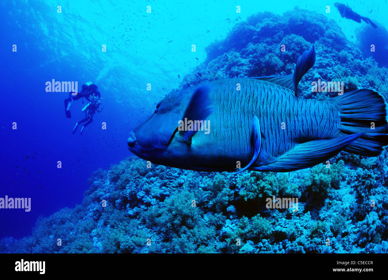 Napolean Wrasse. Cheilinus Udulatus. Daedulus Reef. Egyptian Red Sea, Egypt. Amazing underwater marine life Stock Photo