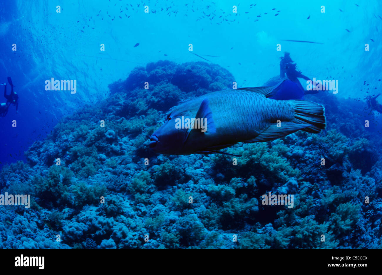 Napolean Wrasse. Daedalus Reef. Egyptian Red Sea Egypt. Amazing underwater marine life Stock Photo