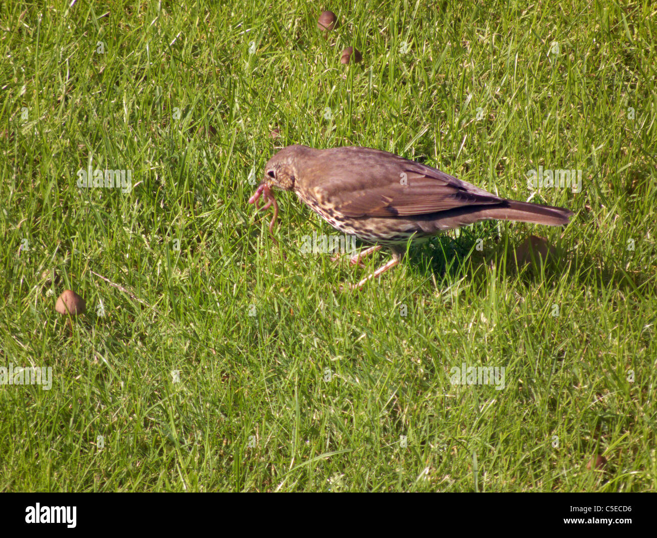 Collecting worms hi-res stock photography and images - Alamy
