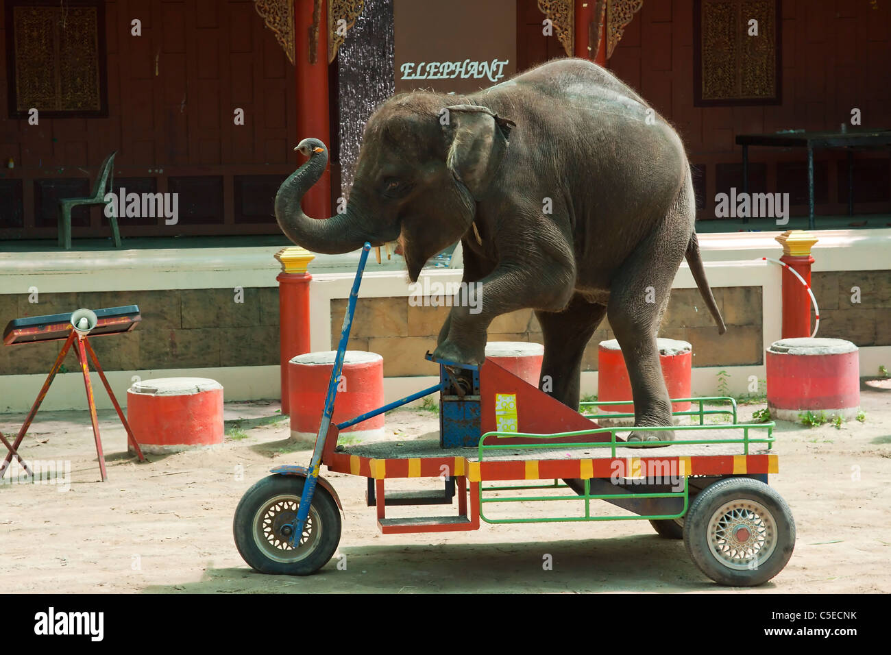 Elephant riding a tricycle in Phuket Zoo Stock Photo - Alamy