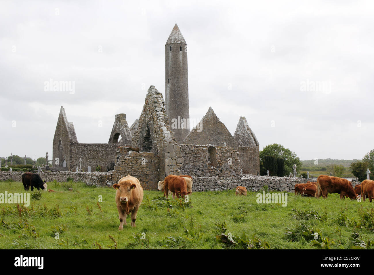 Kilmacduagh Monastery, County Galway, Ireland. At 34 metres (112 feet), the round tower is the tallest in Ireland. Stock Photo