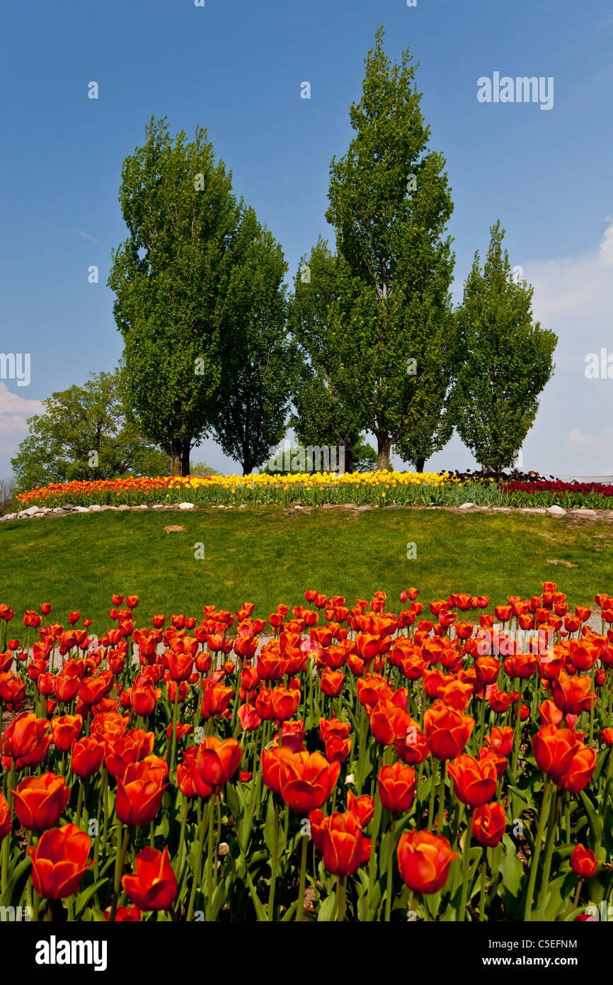 Tulip gardens at the Window on the Waterfront park in Holland, Michigan