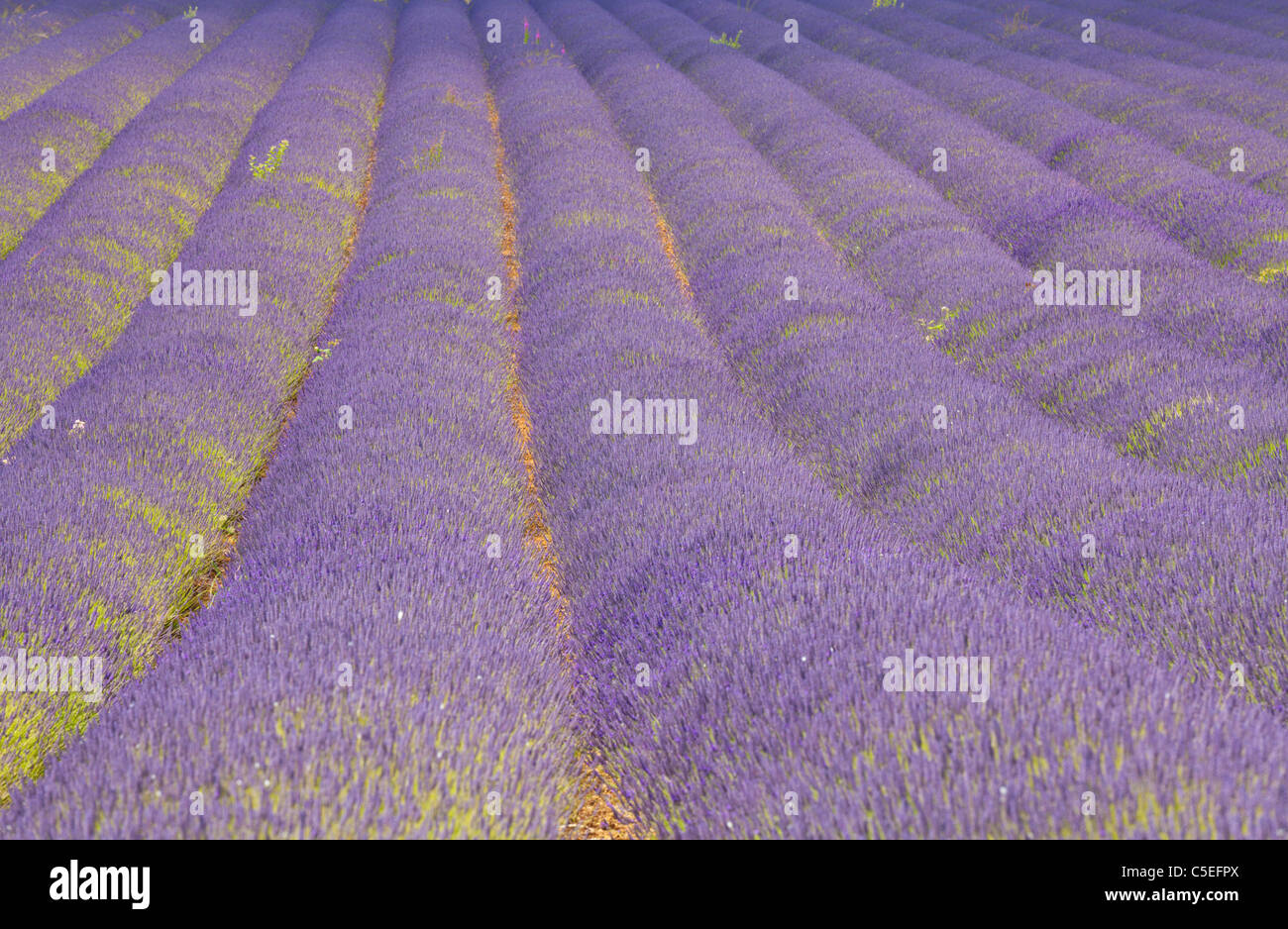 Rows of lavender plants at tourist attraction snowshill lavender farm cotswolds england uk gb eu europe Stock Photo
