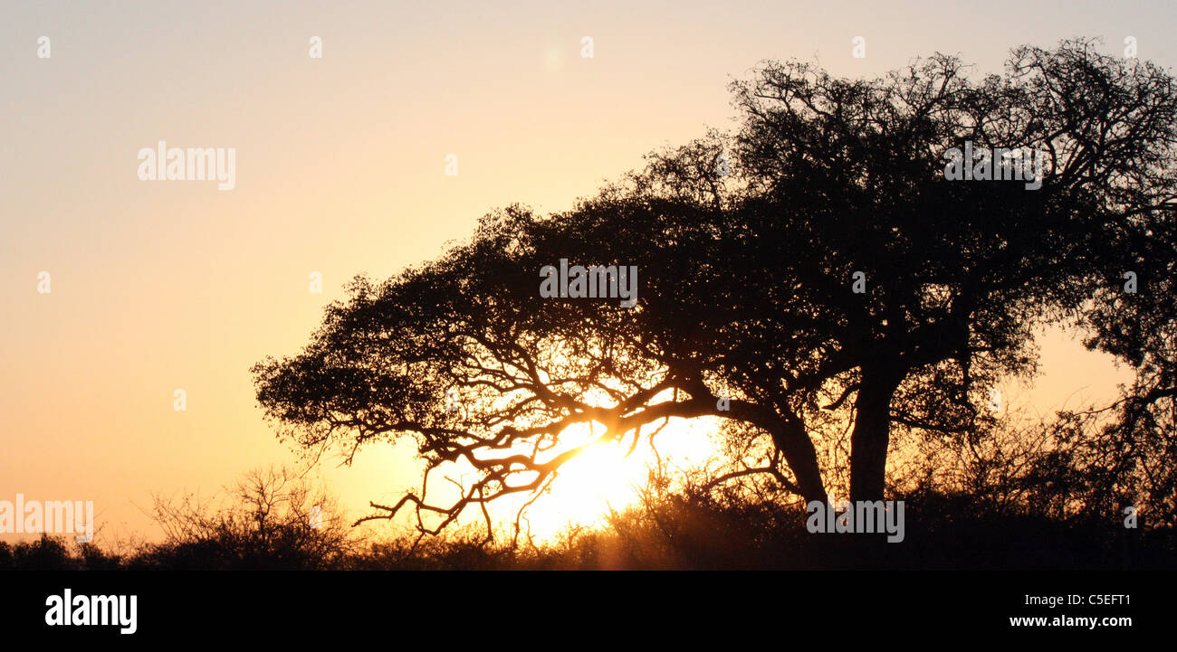 Wildlife africa sunset hi-res stock photography and images - Alamy